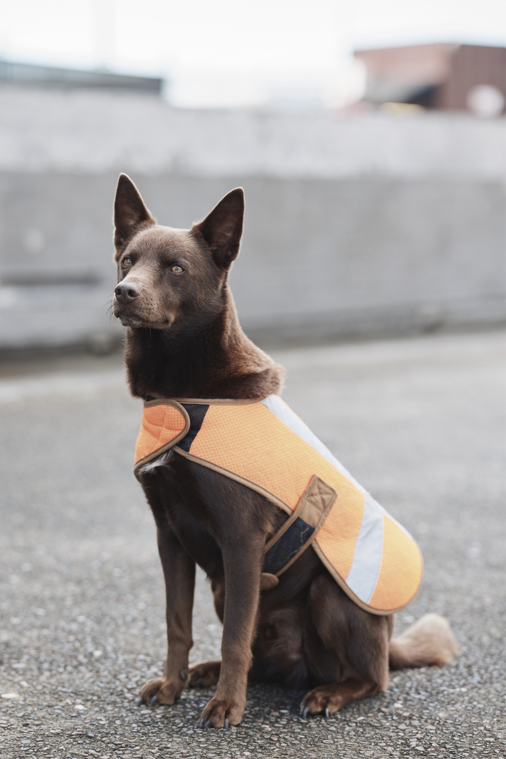 Kodak the dog wearing Carhartt. Photo / Hōne Naera-Scott
