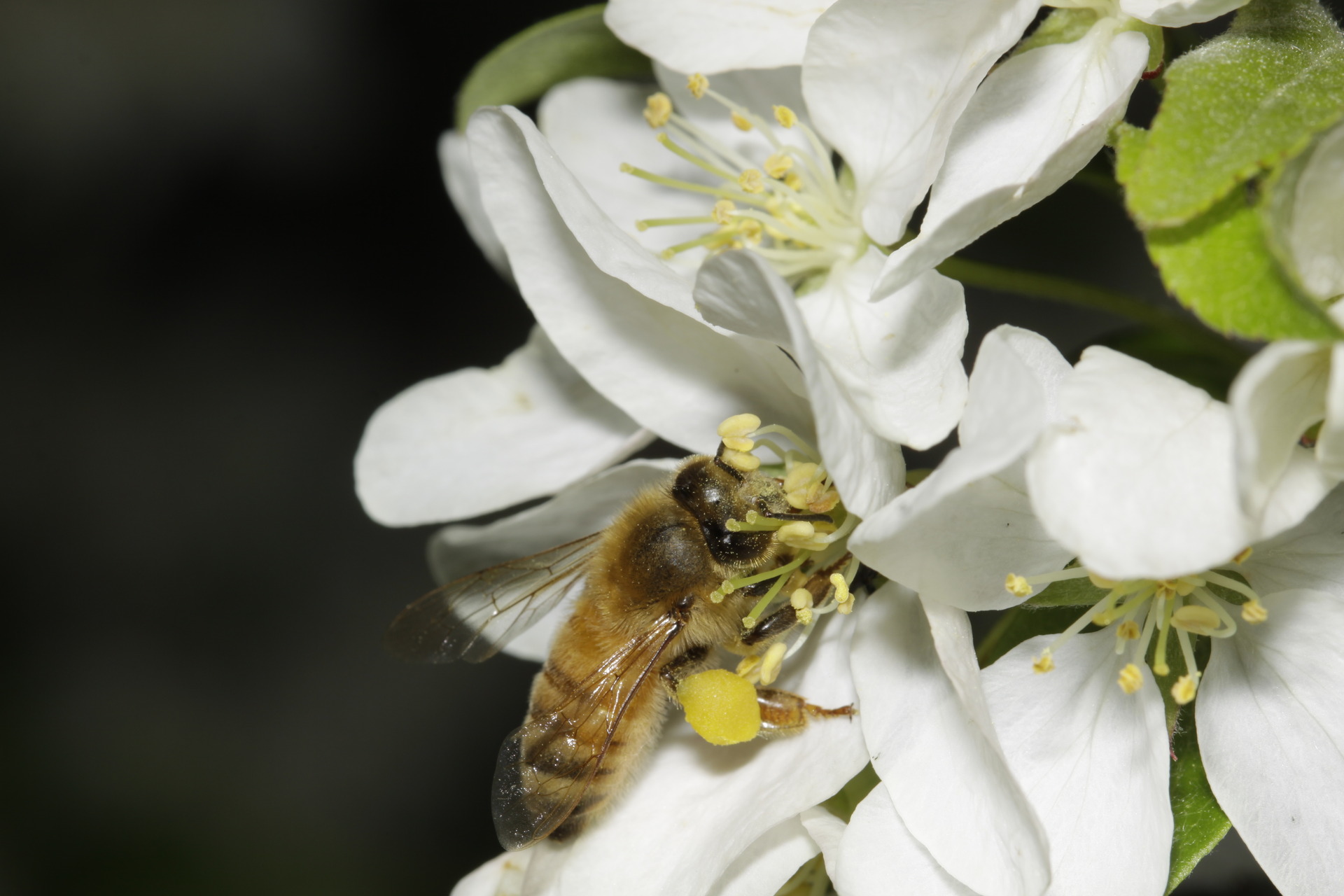 Planting Trees For Bees Could Save Money On Farm Nz Herald