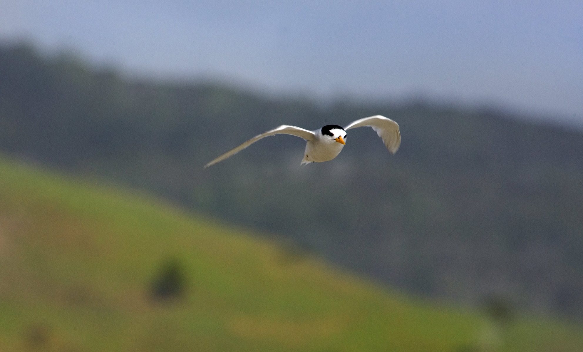 A New Zealand fairy tern at Pakiri Beach. Photo / Paul Estcourt