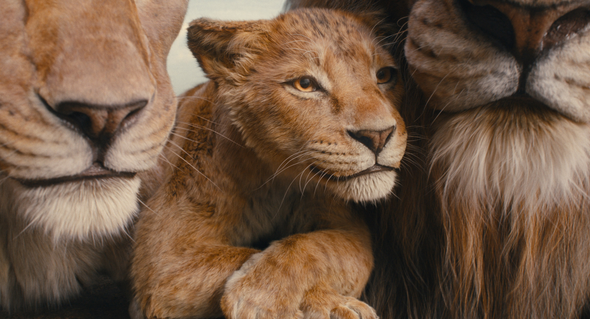 Mufasa has been built to rule the box office, says critic Ty Burr. Photo / Disney