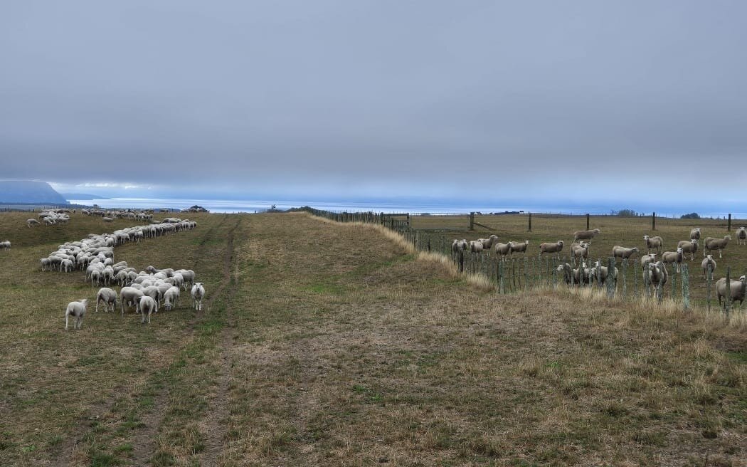 Because of the cool climate in Tihoi, Ruby Mulinder and Sean Nixon's farm urgently needs rain before temperatures drop further and halts any chance of grass growing. Photo / RNZ / Alexa Cook