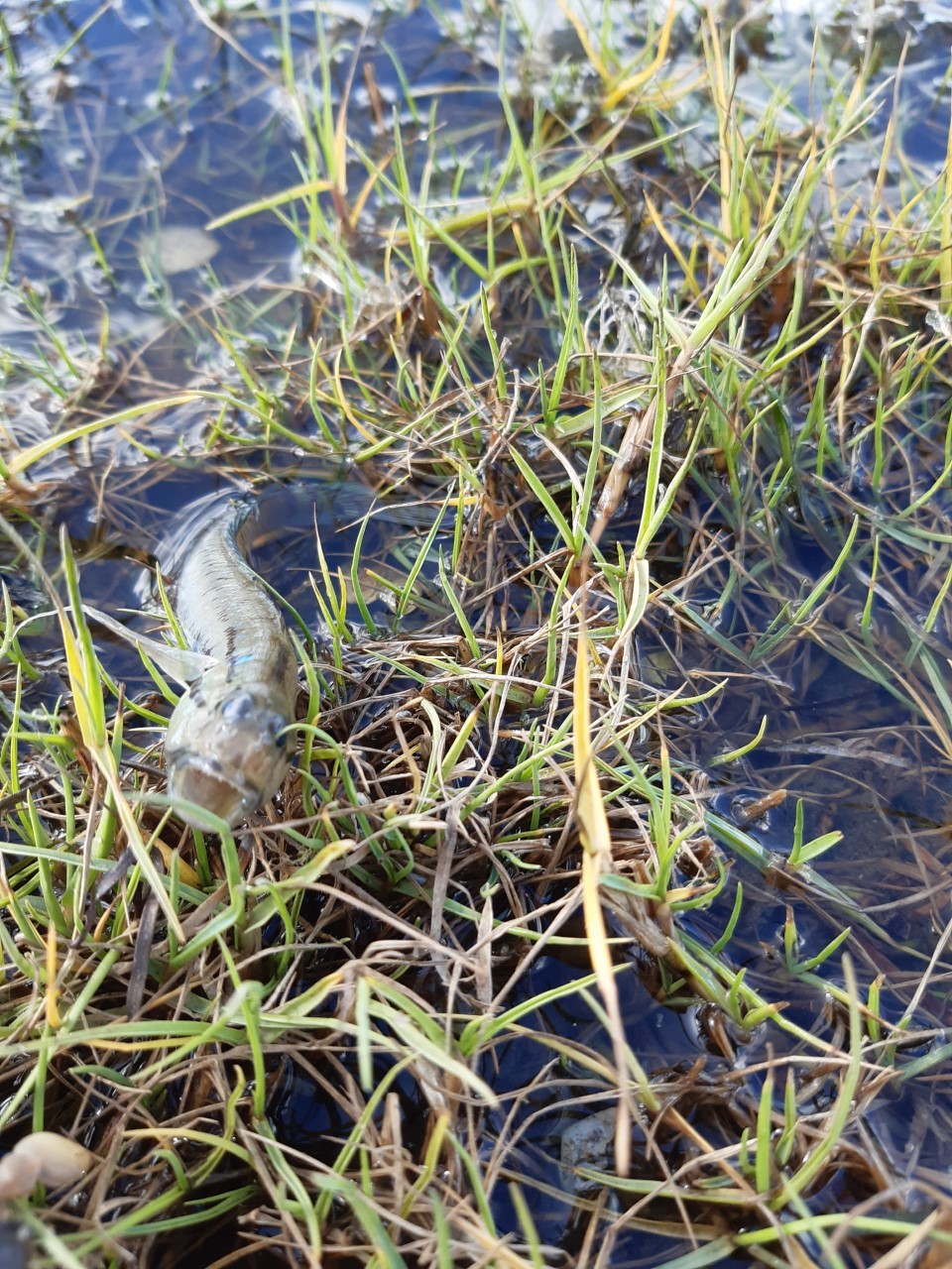 A fish that died gasping for breath. Photo / David Lourie