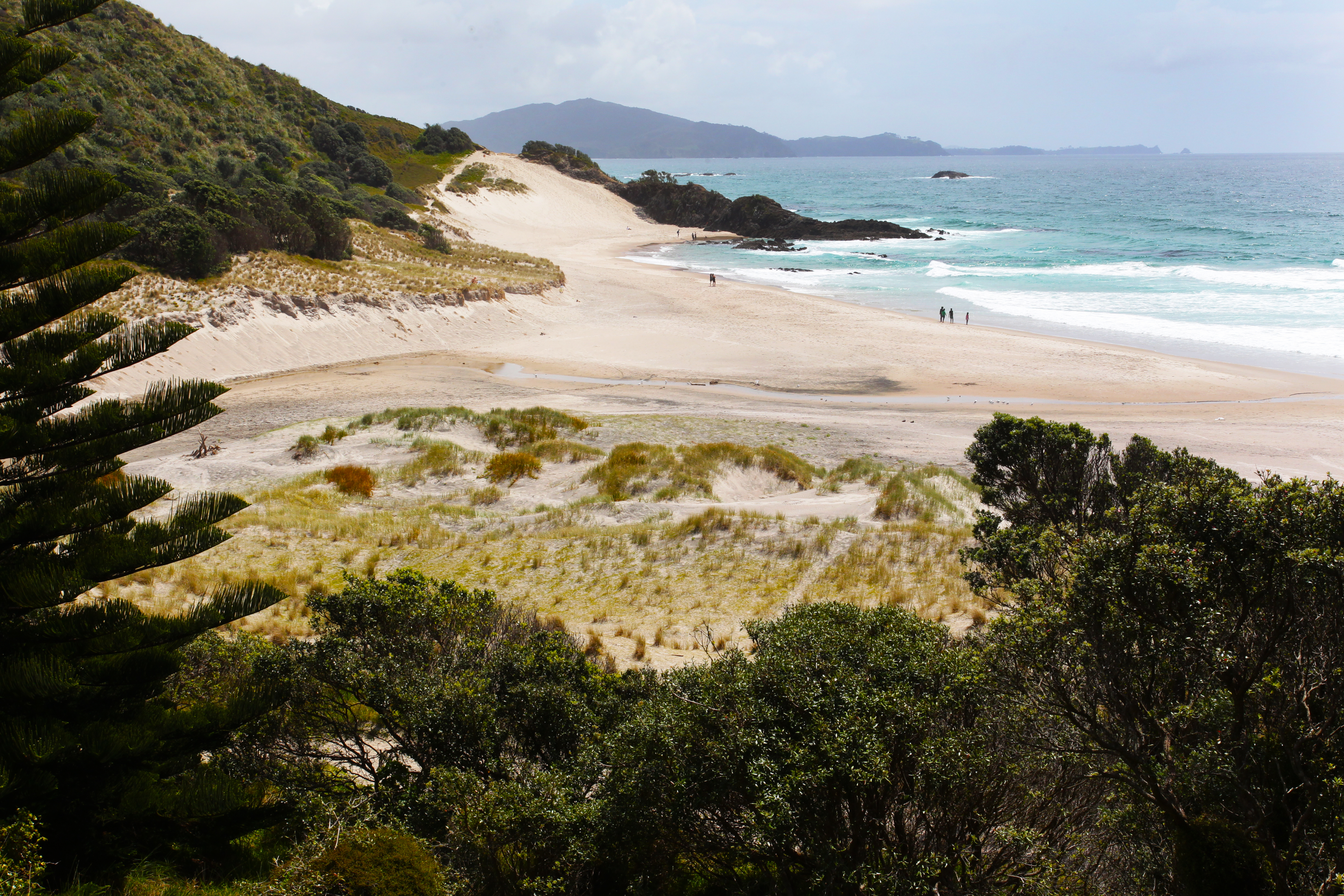 Ocean Beach at Whangārei Heads is an exposed white-sand beach with large sand dunes and plenty of surf. Photo / Tania Whyte