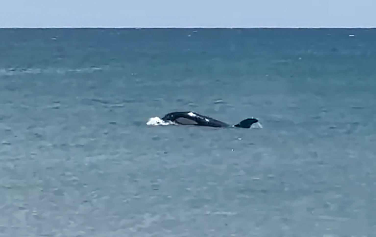 Orca at Waipū Cove captivated a crowd of about 1000 at the beach on Monday. Photo / James Graham