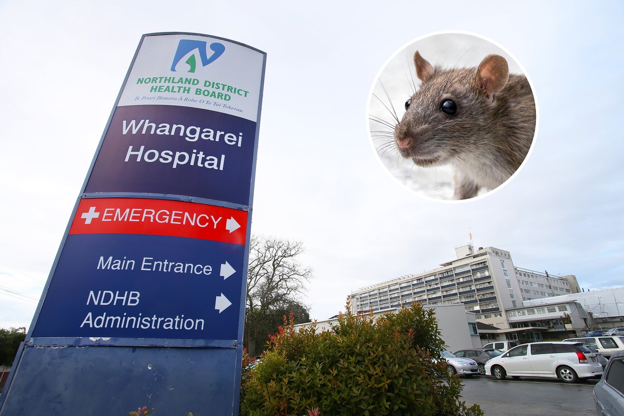Rodents were spotted in the ceiling space of a theatre in Whangārei Hospital, one of many issues in the ageing hospital. Main photo / NZME