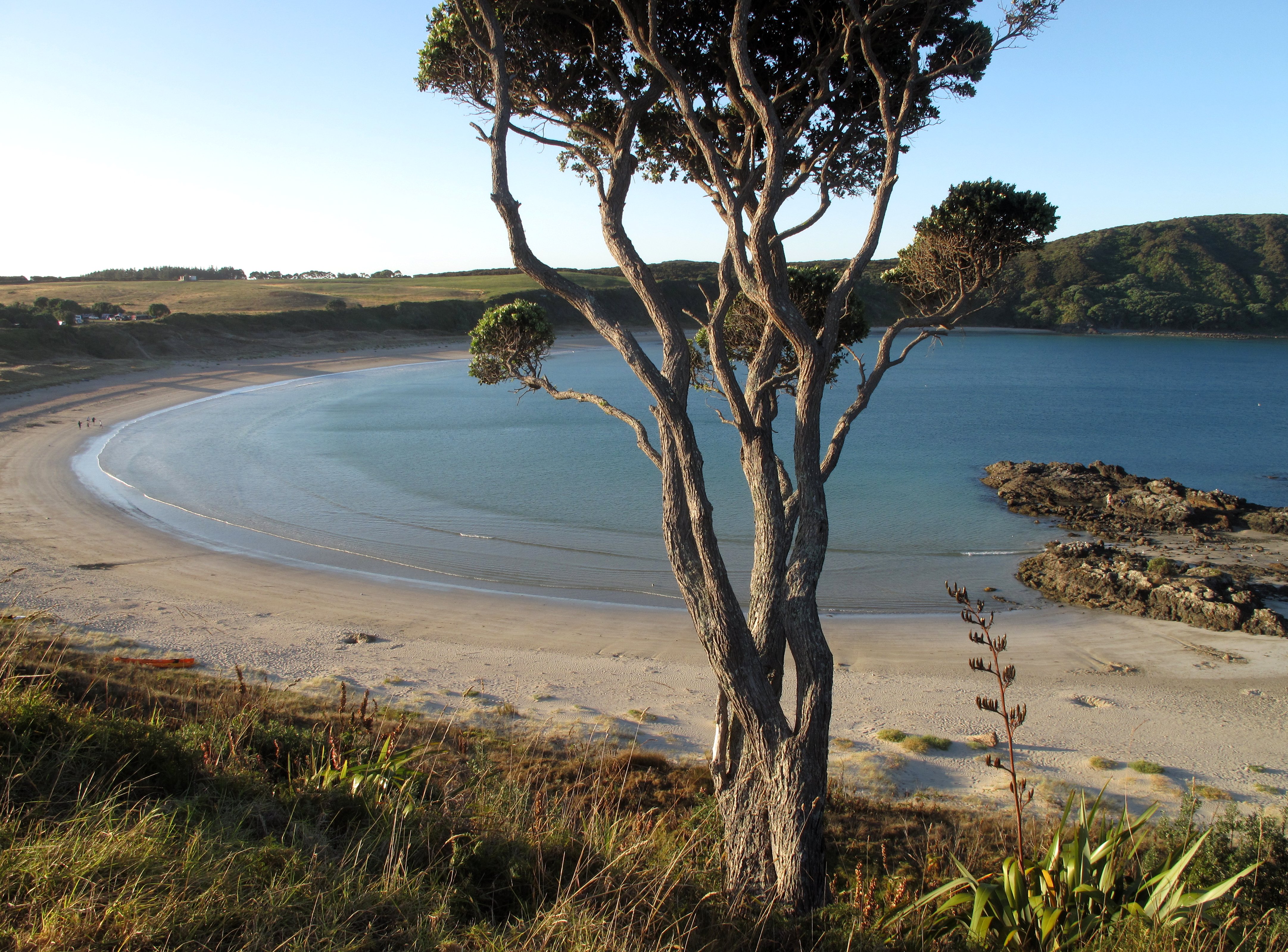 Maitai Bay in the Far North is blanketed by kina, with a kina cull last weekend recovering more than 1000 of them.