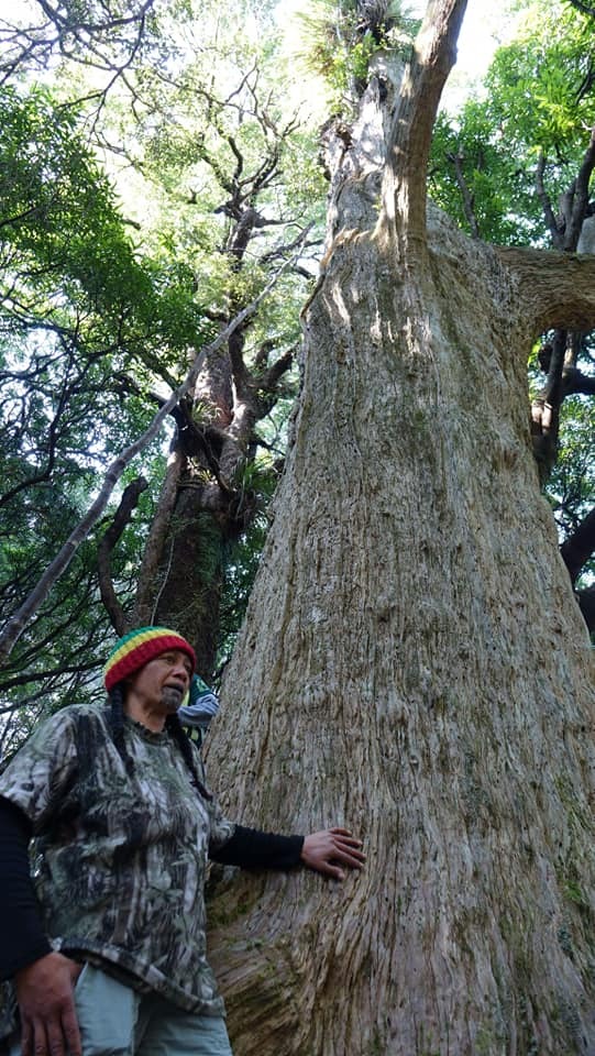 Lisa Beach next to one of the hundreds of dead totara in the Raukumara Forest Park. Photo / Supplied
