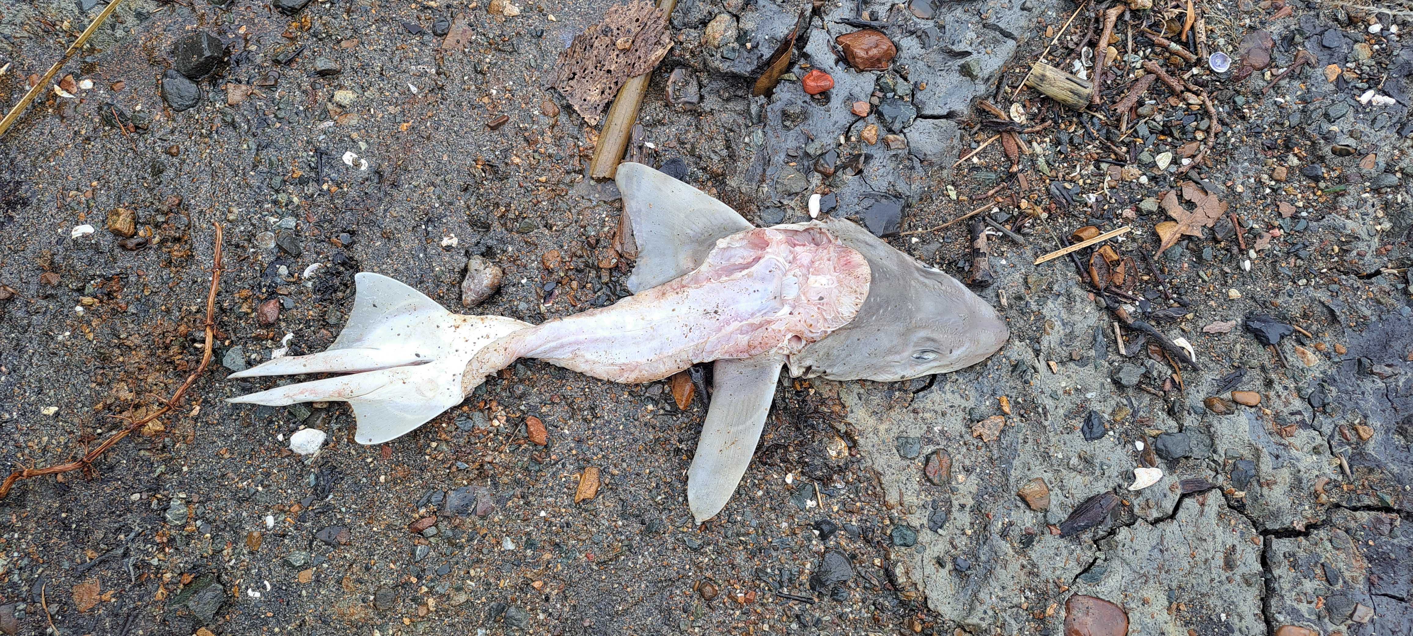Lemonfish, also known as spotted dogfish or rig sharks, are found in coastal waters around New Zealand. Photo / Brodie Stone