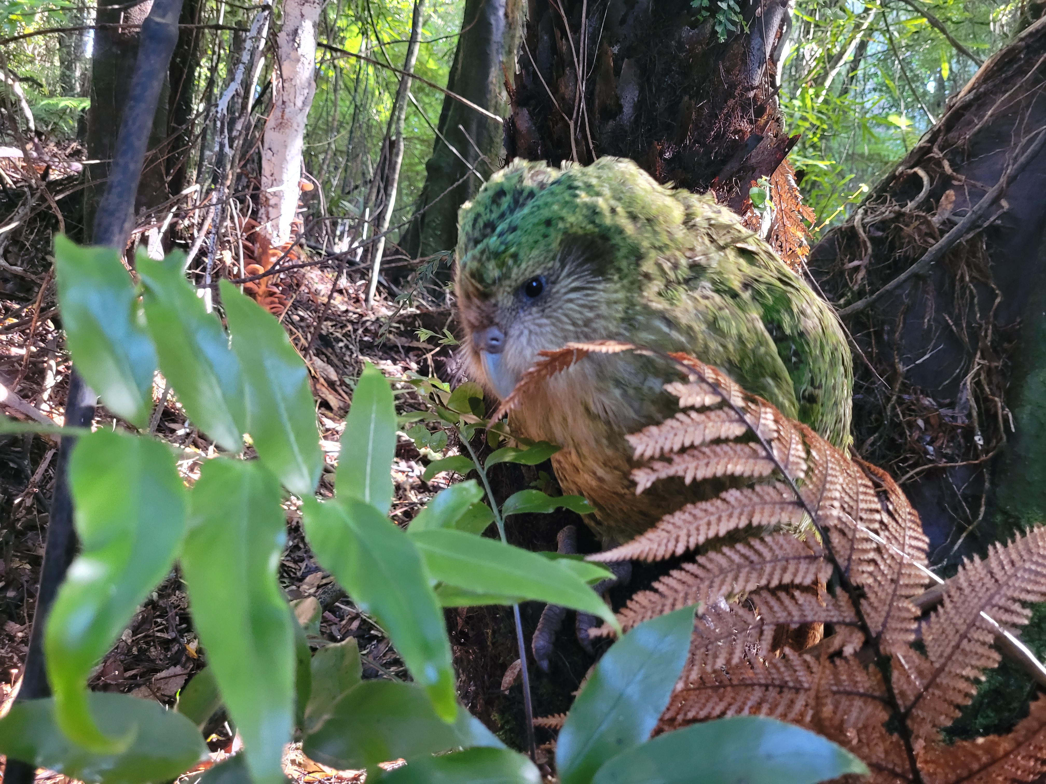 Kakapo male Bunker after his first health check at Sanctuary Mountain Maungatautari. Photo / Petrus Hedman
