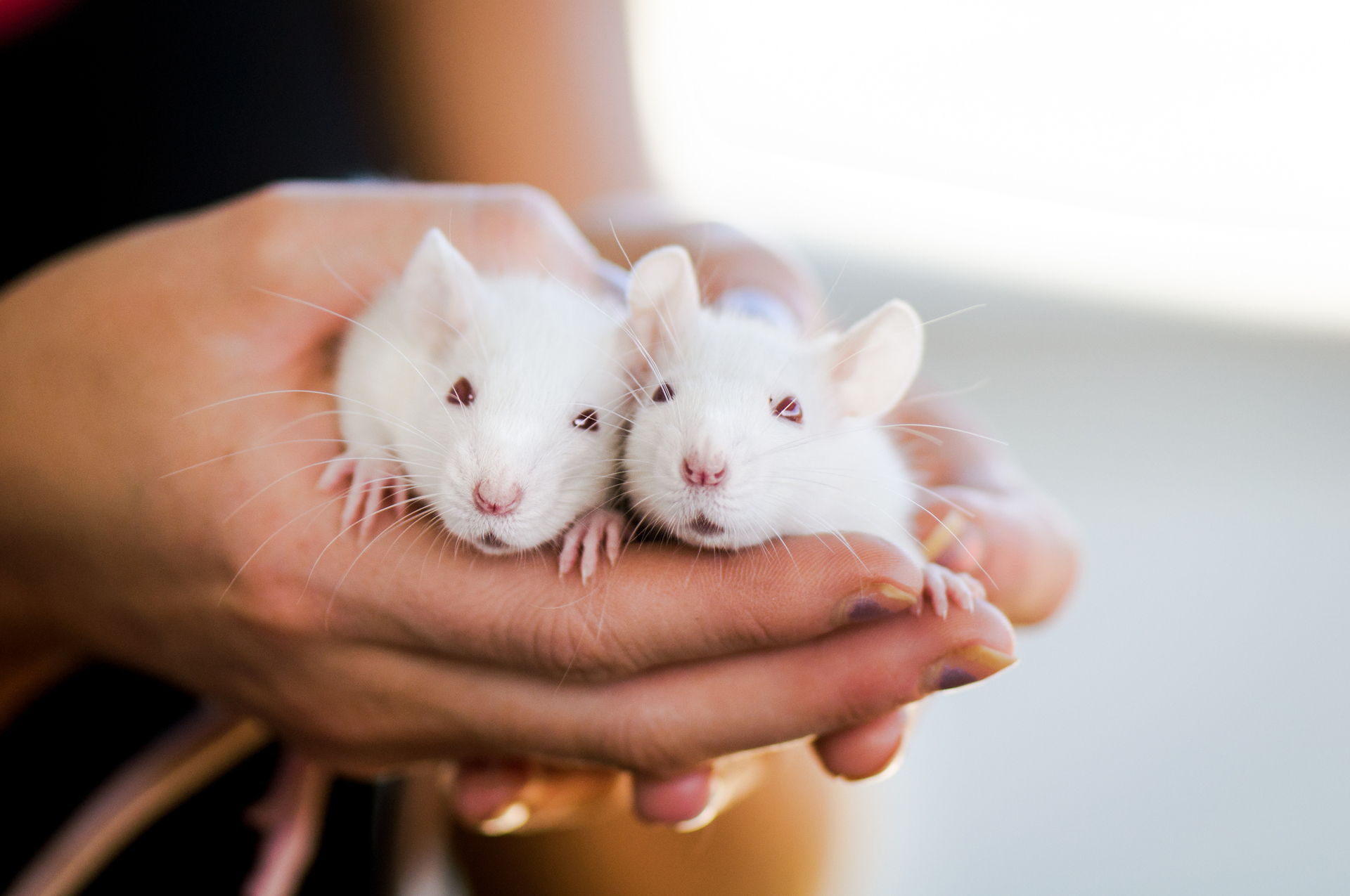 Rats have similar physiological reactions to humans when it comes to orgasms. Photo / Getty Images