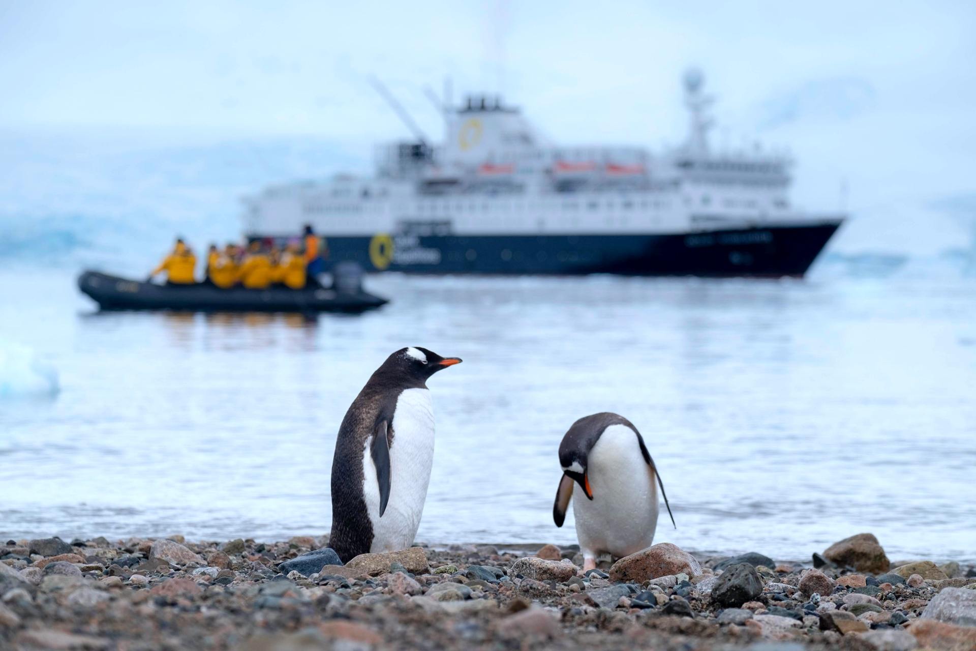 Seeing the penguins of Antarctica will require a tour and guide. Photo / Unsplash