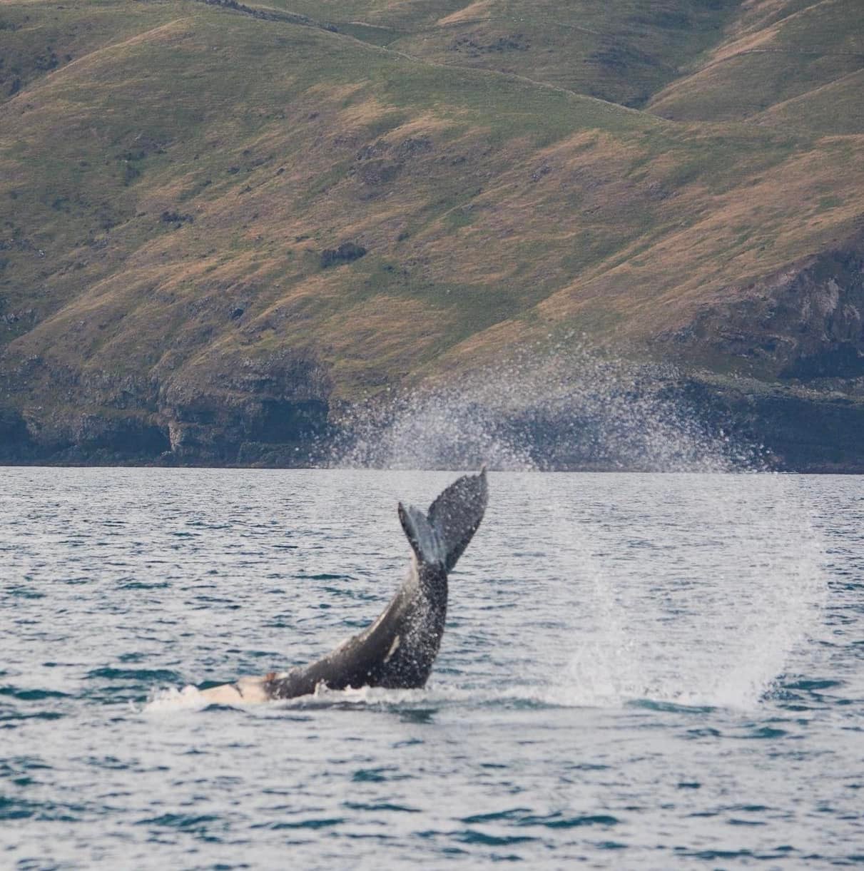 The fluke from a humpback whale in Akaroa Harbour. Photo / Supplied, File 