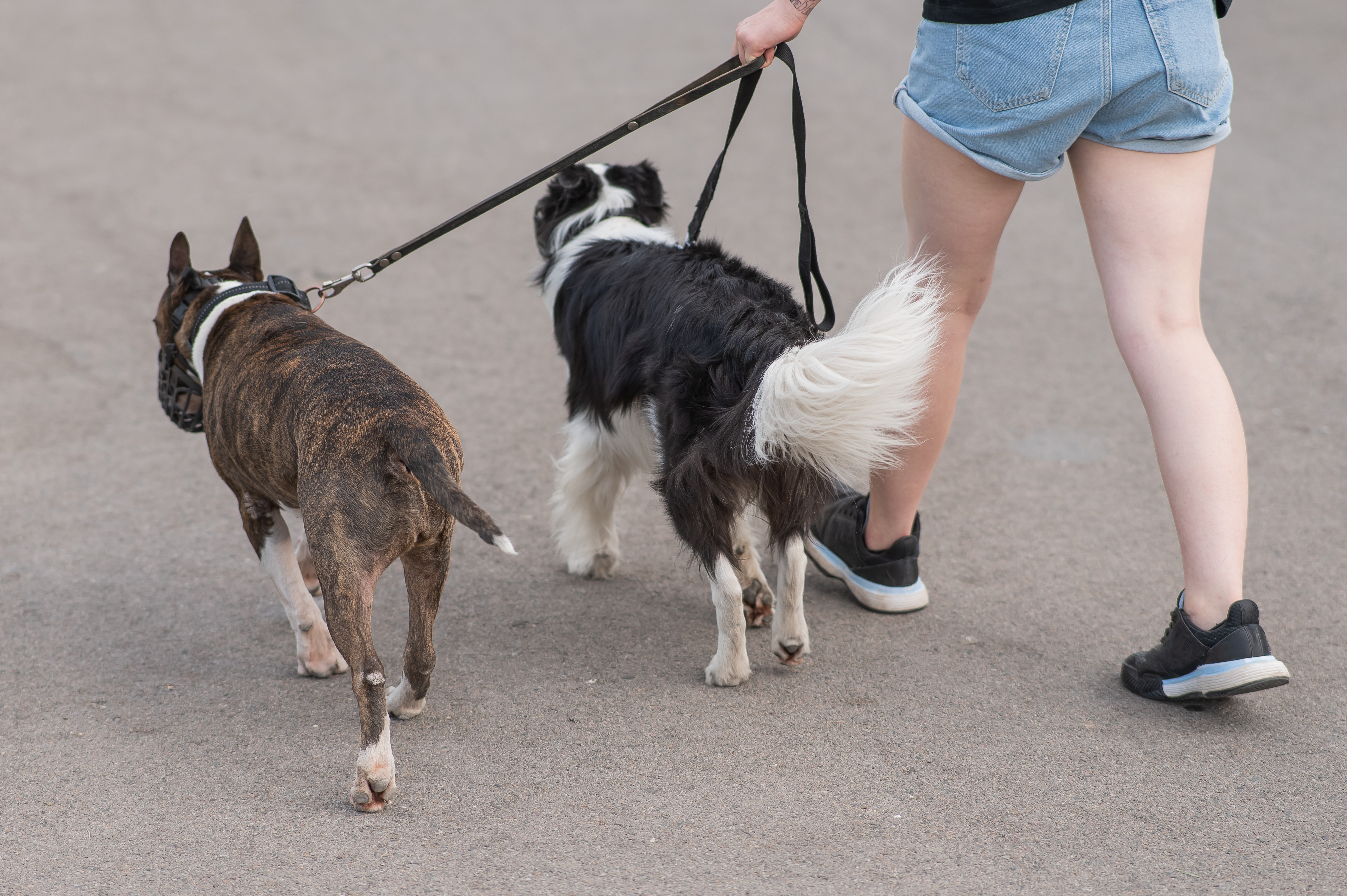 Commercial dog walking could only become affordable for the rich if the council's proposals proceed, said Andy Evans.