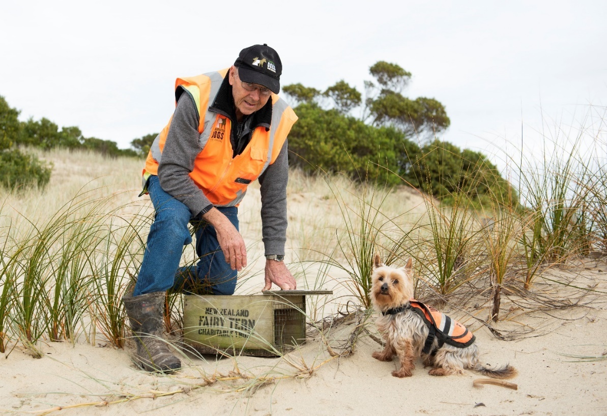 Reg Whale and his conservation dog Kenny on fairy tern protection duty at Mangawhai. Photo / supplied