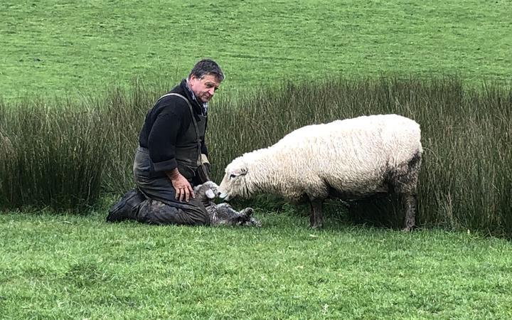 Roger Barton on his farm during lambing season. Photo / Rachel Thomas