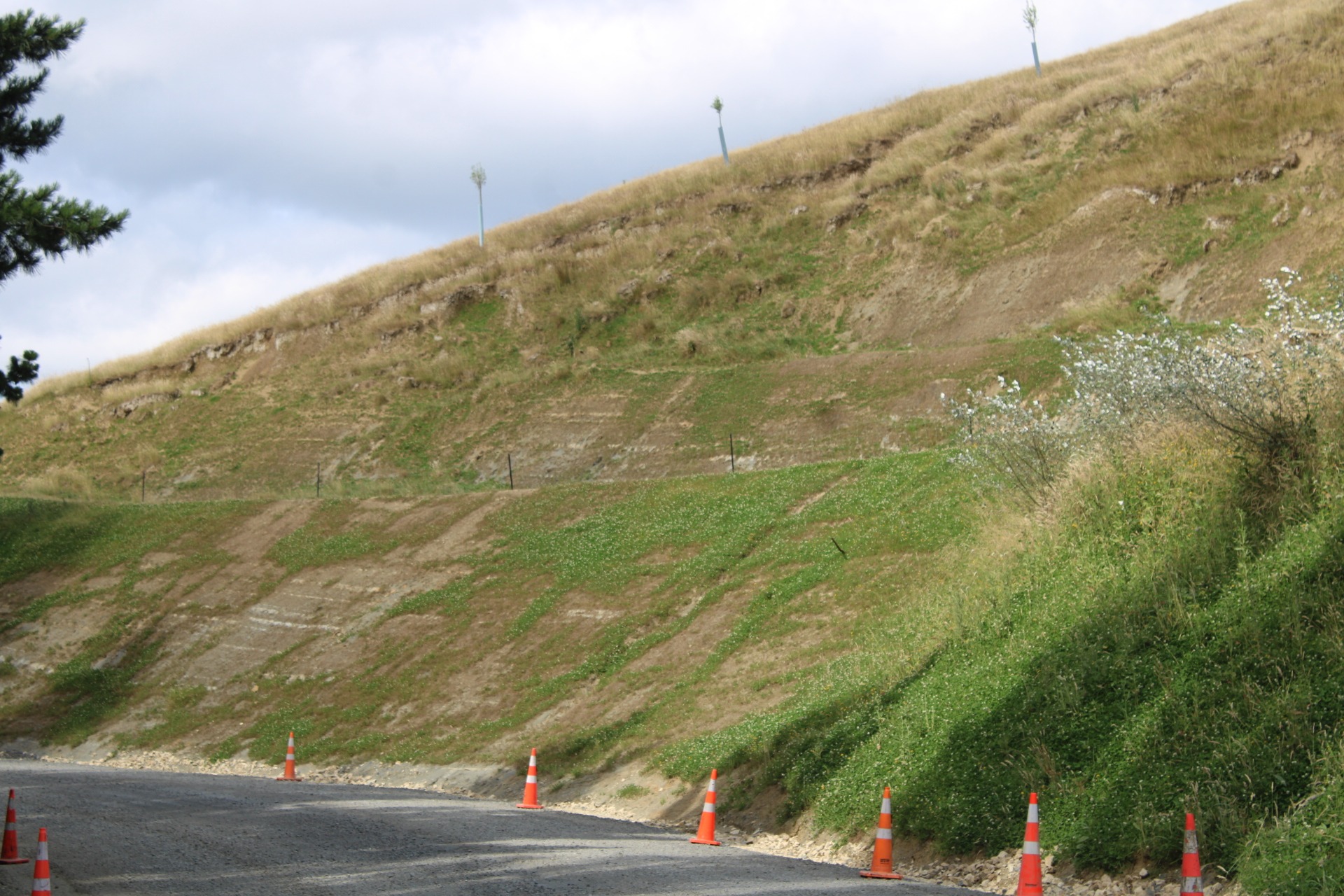 Staircasing a slip and hydroseeding it, surrounded by new pine plantings. Photo / Dave Murdoch