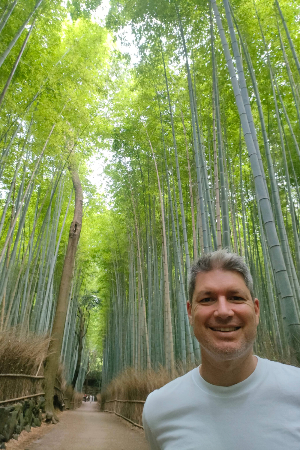 The green and serene bamboo forest at the Golden Pavilion. 