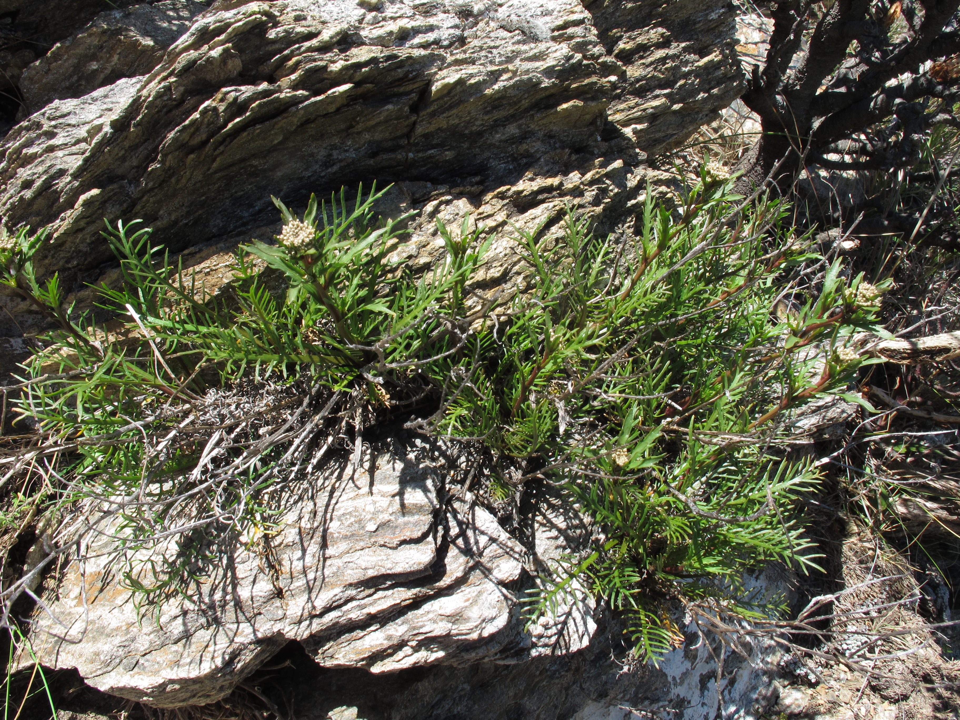 The limestone cress. CREDIT: Alice Shanks