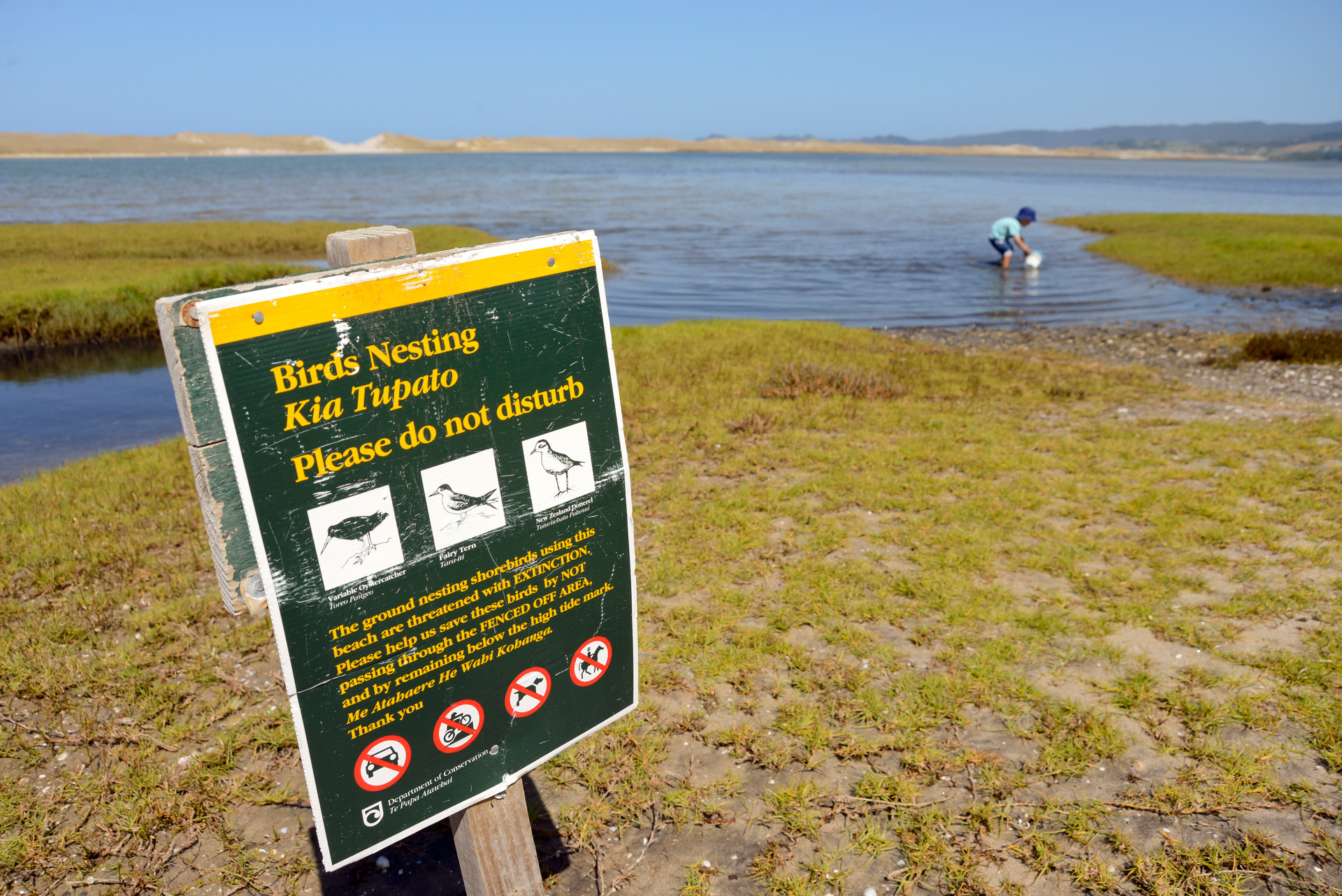 The Waipū Wildlife Refuge is celebrating 50 years of protecting threatened birds tomorrow. Photo / File