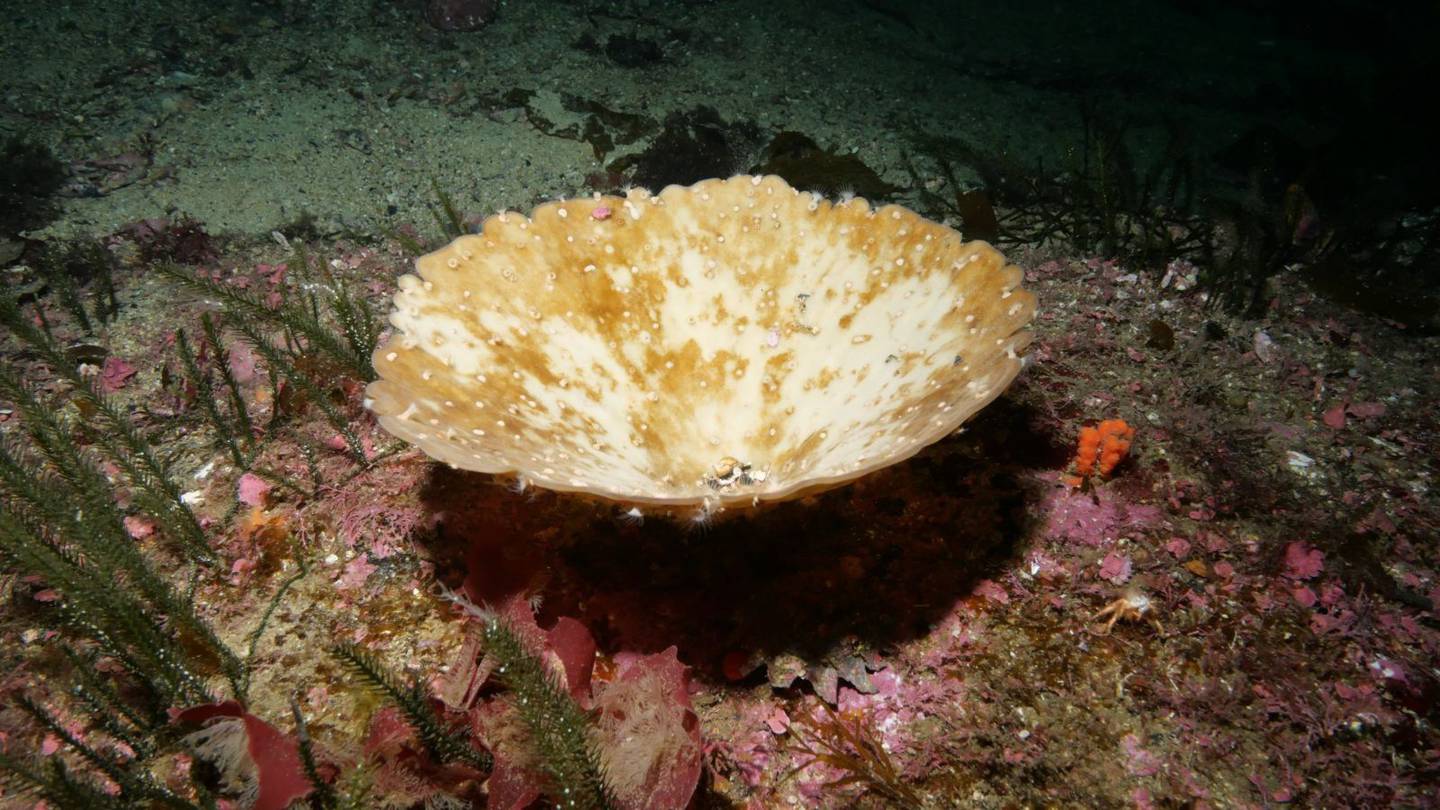 A bleached sea sponge in Fiordland, where sea temperatures recently soared to 5C above normal. Image / Victoria University