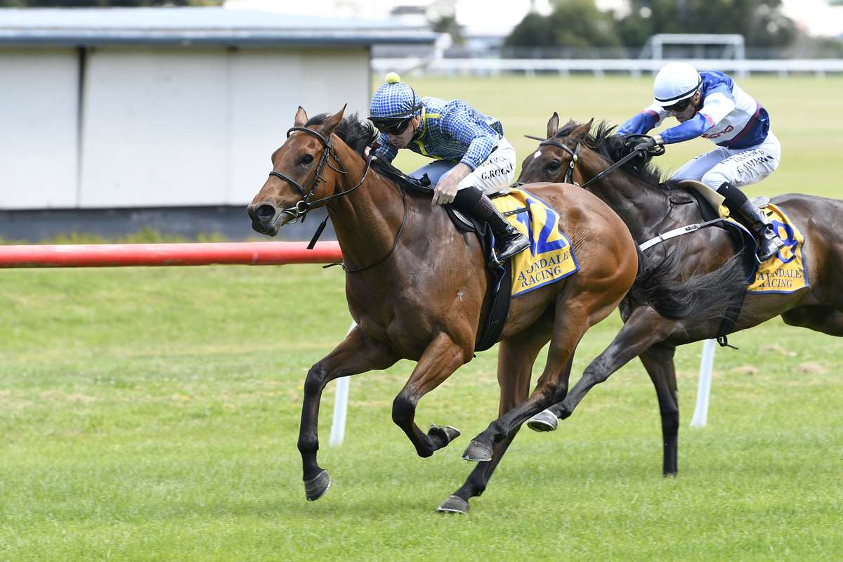 This season's New Zealand Derby winner Road To Paris won his maiden at Avondale just last November. Photo / Kenton Wright