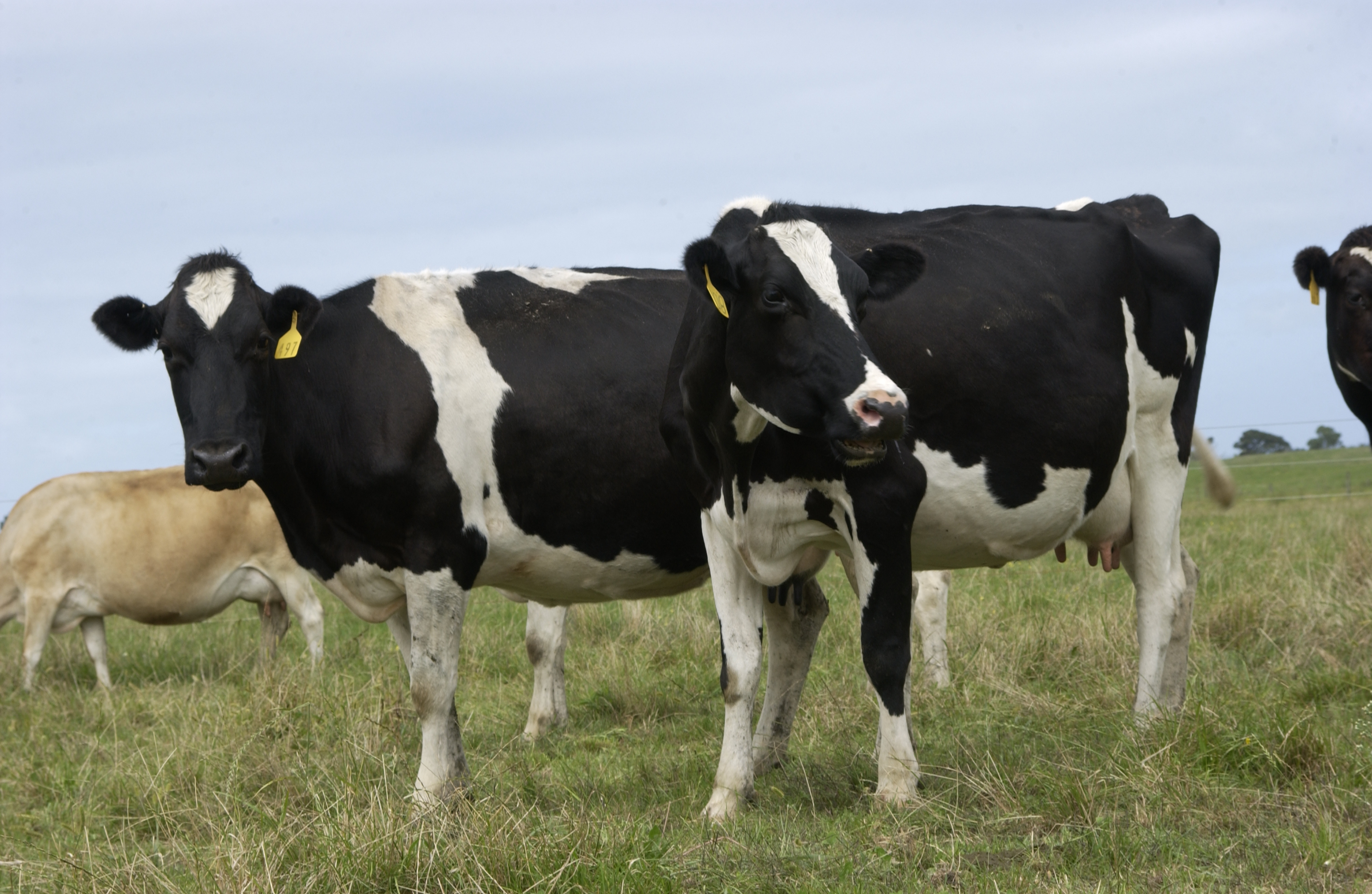 There wasn't much movement in the latest GDT auction - except for cheddar.