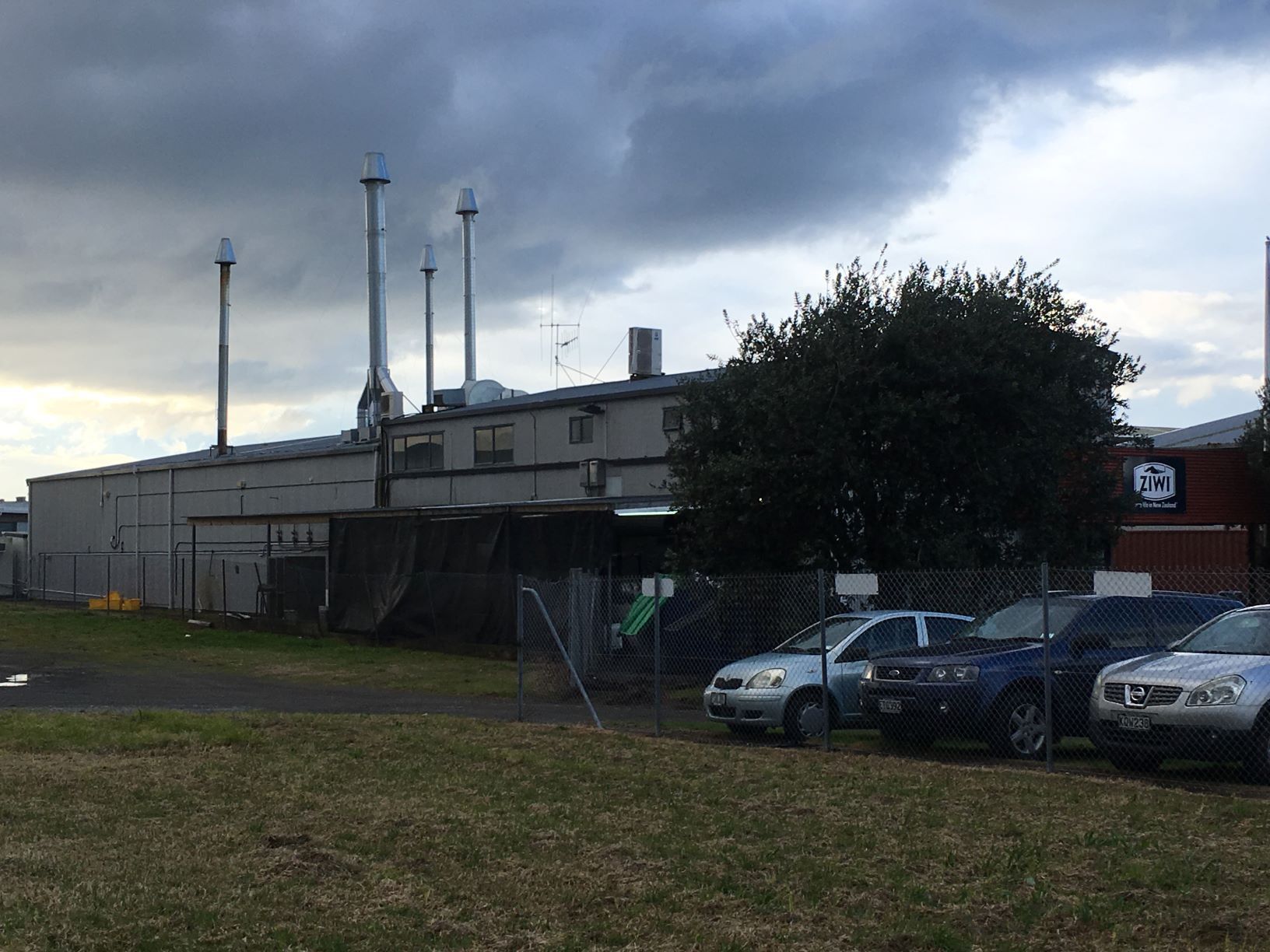 ziwi mount maunganui