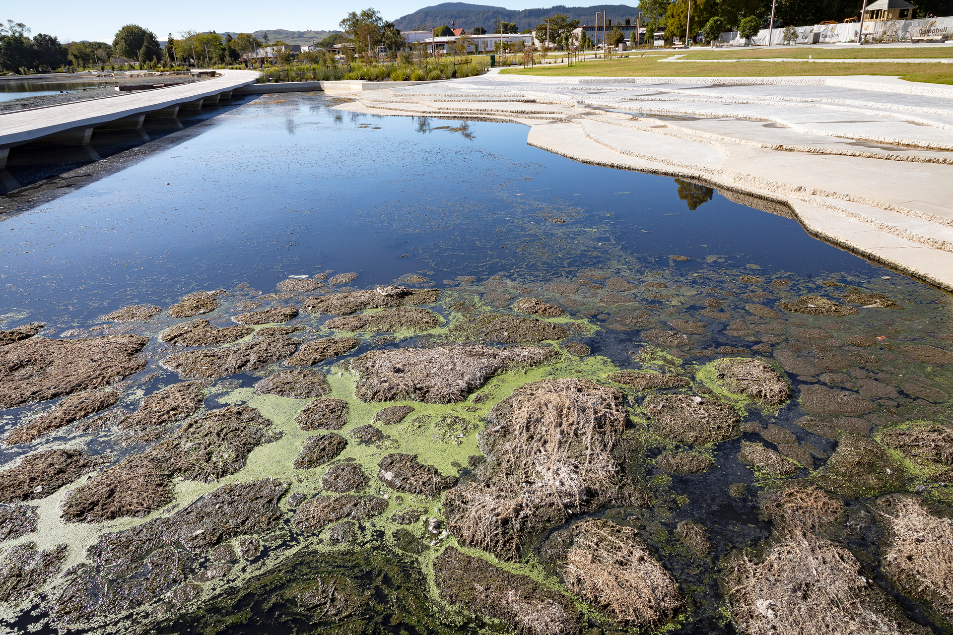 Stinking lake weed build-up at the Rotorua Lakefront, pictured on February 28. Photo / Andrew Warner  