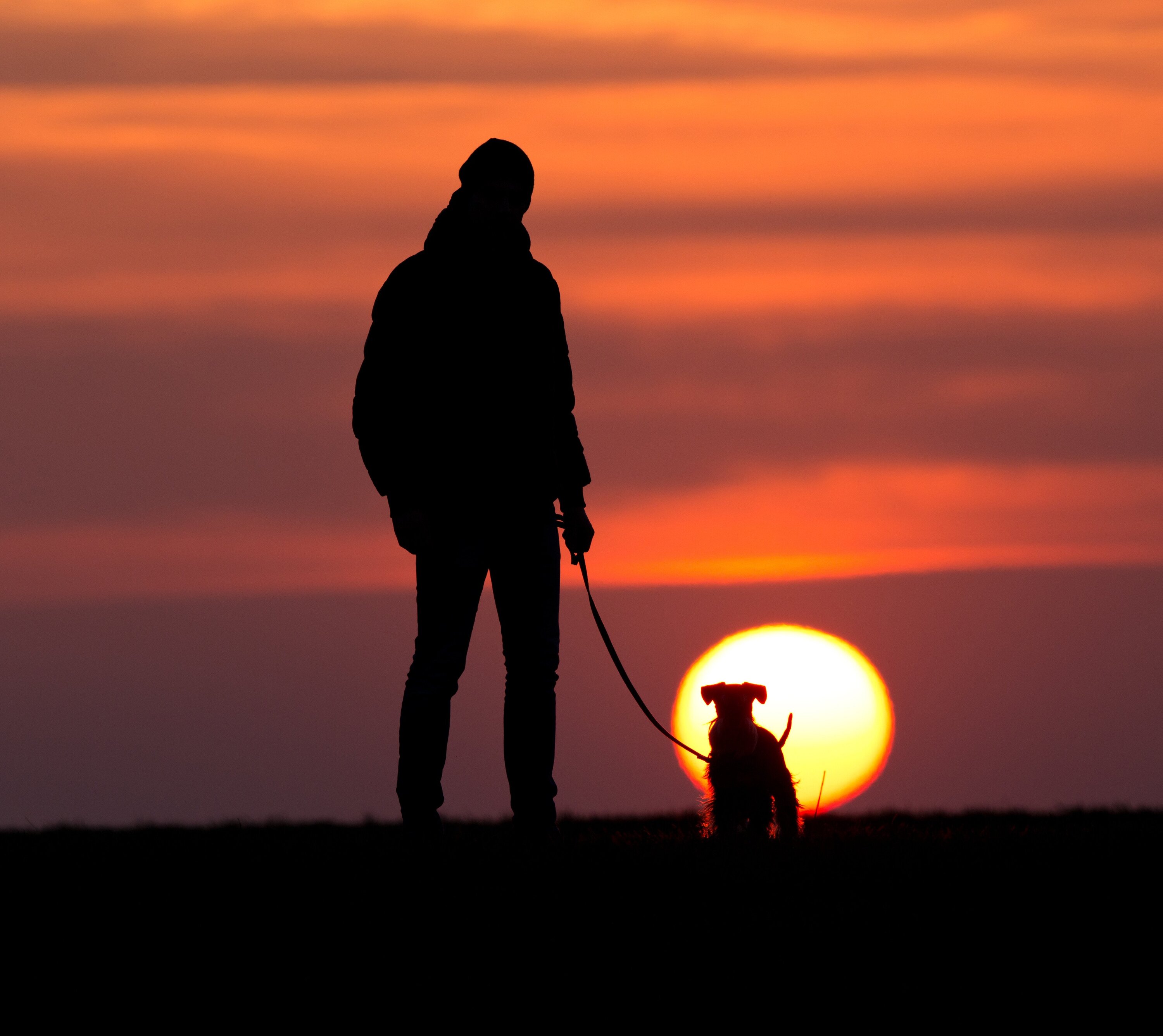 Colin the dog was the subject of 27 of Matt Heath’s 536 columns. He deserved more, the author says. Photo / 123RF