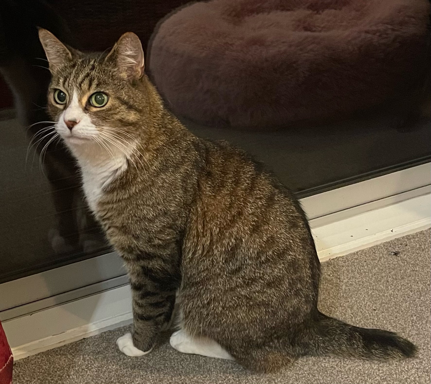 Mark the half-tail cat was a special 'cattel' of a Hamilton property.