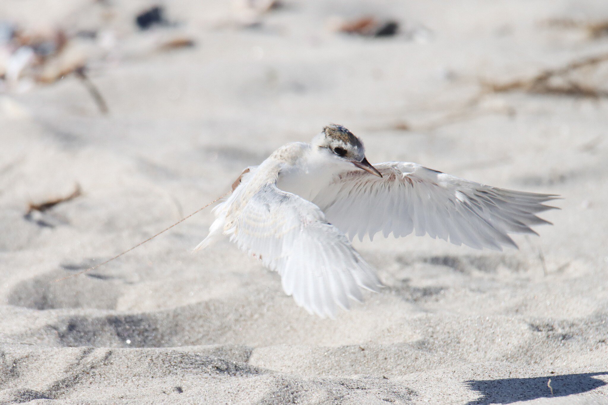 Tara iti or New Zealand fairy tern is on the brink of extinction. Photo / DoC