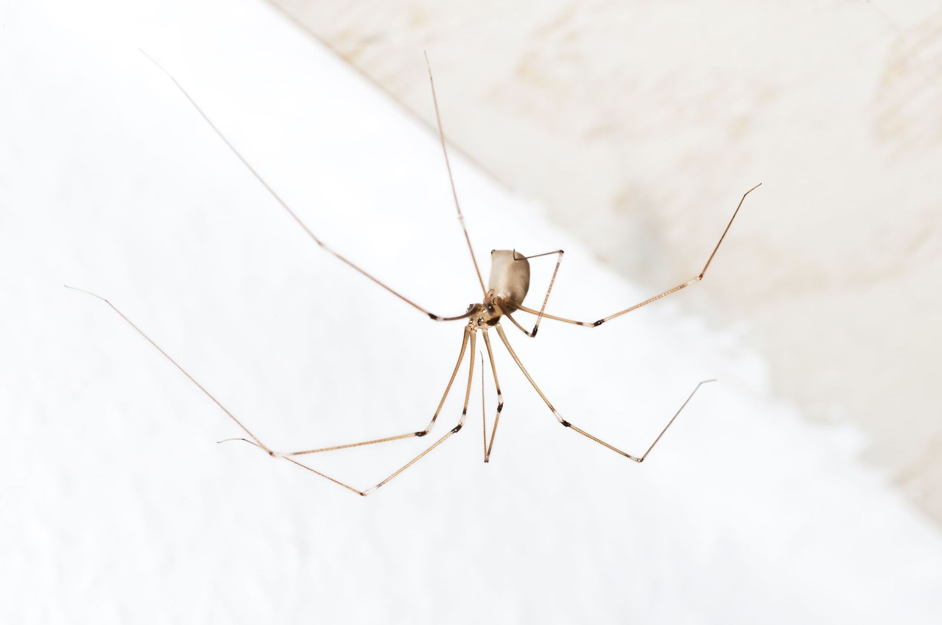 Daddy long-legs spider  Collections Online - Museum of New Zealand Te Papa  Tongarewa