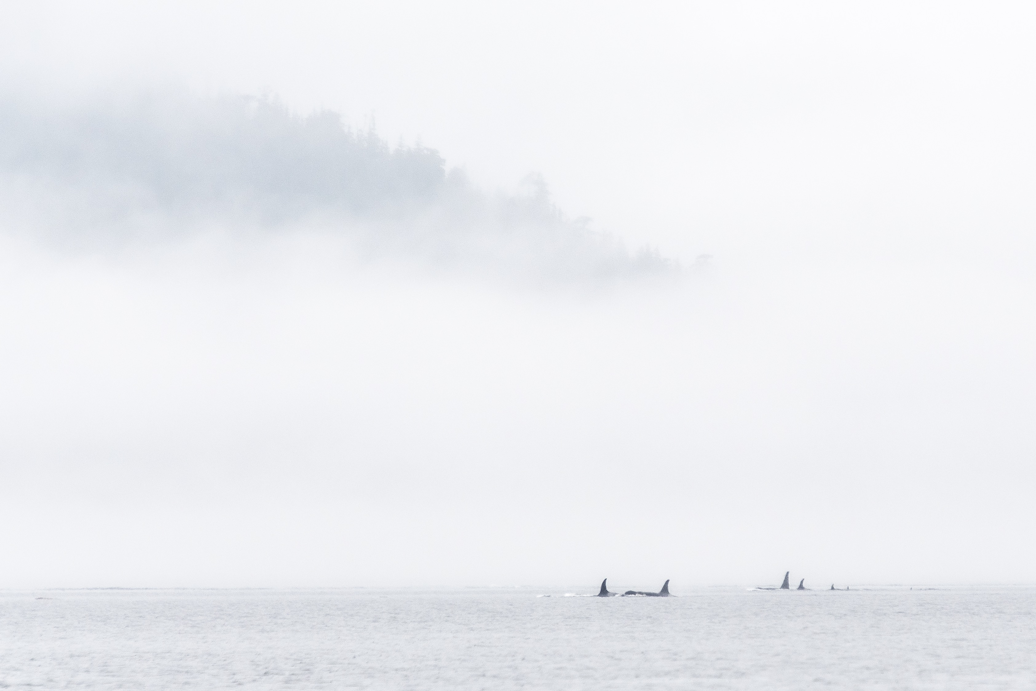 Orcas spotted in the wild. Photo / Spirit of the West Adventures