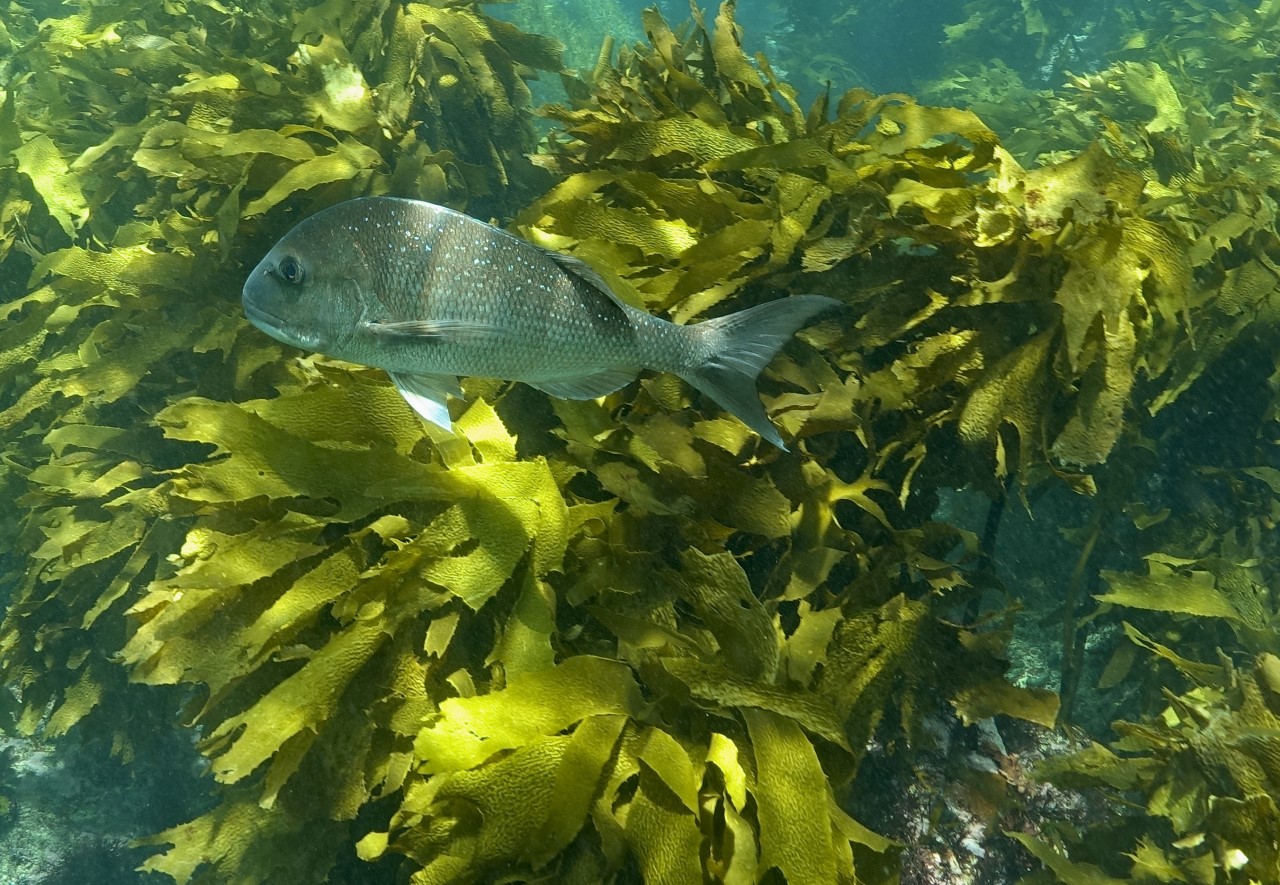 A healthy ecklonia kelp forest provides shelter, food and a habitat for marine life. Kelp forests release five times more carbon than forests on land. Photo / Supplied