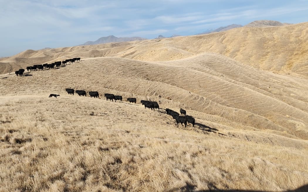 Agriculture Minister Todd McClay says Marlborough, Tasman, and Nelson districts are extremely dry and likely to get worse. Photo  / Supplied / Taimate Angus