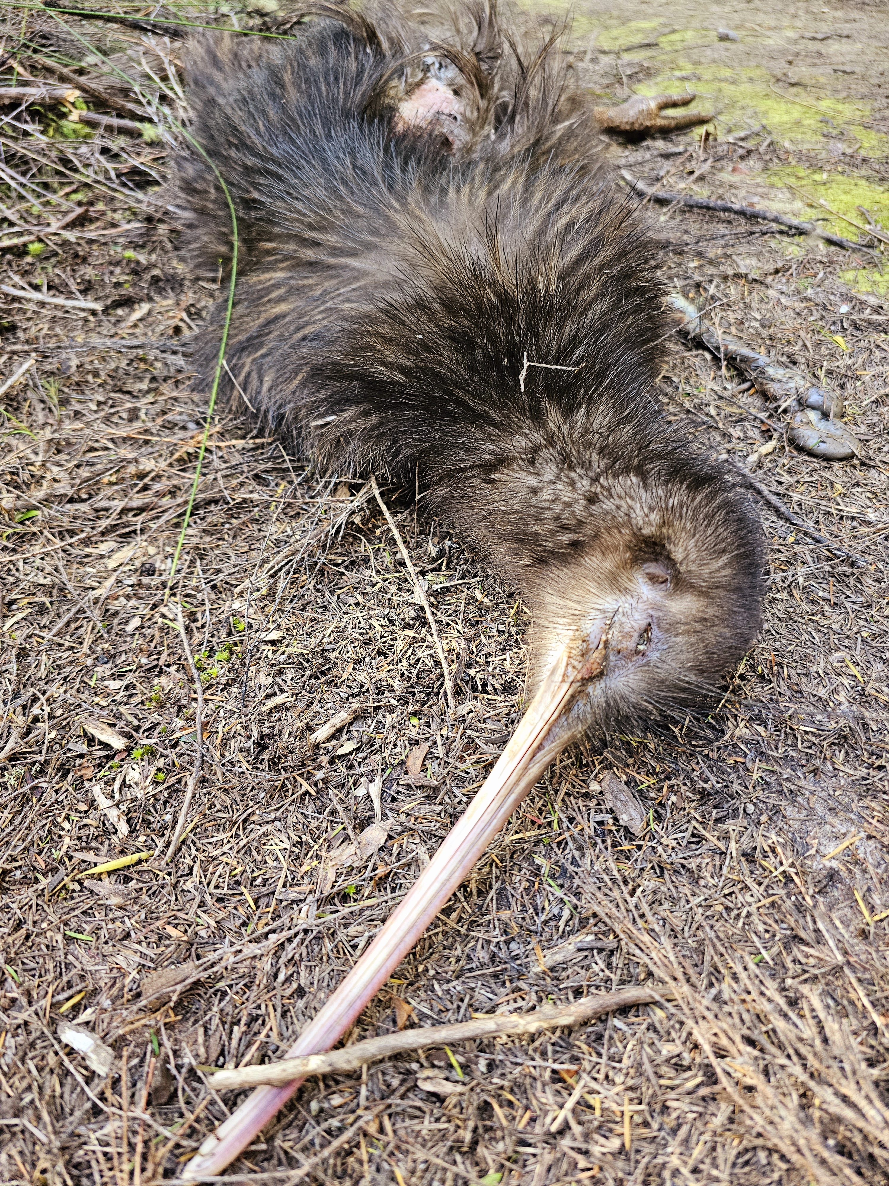 The first of six dead kiwi was found by local hiker Season-Mary Prime while she was out enjoying the Ōpua Forest. All the deaths are believed to have been caused by a roaming dog (or dogs) at night.