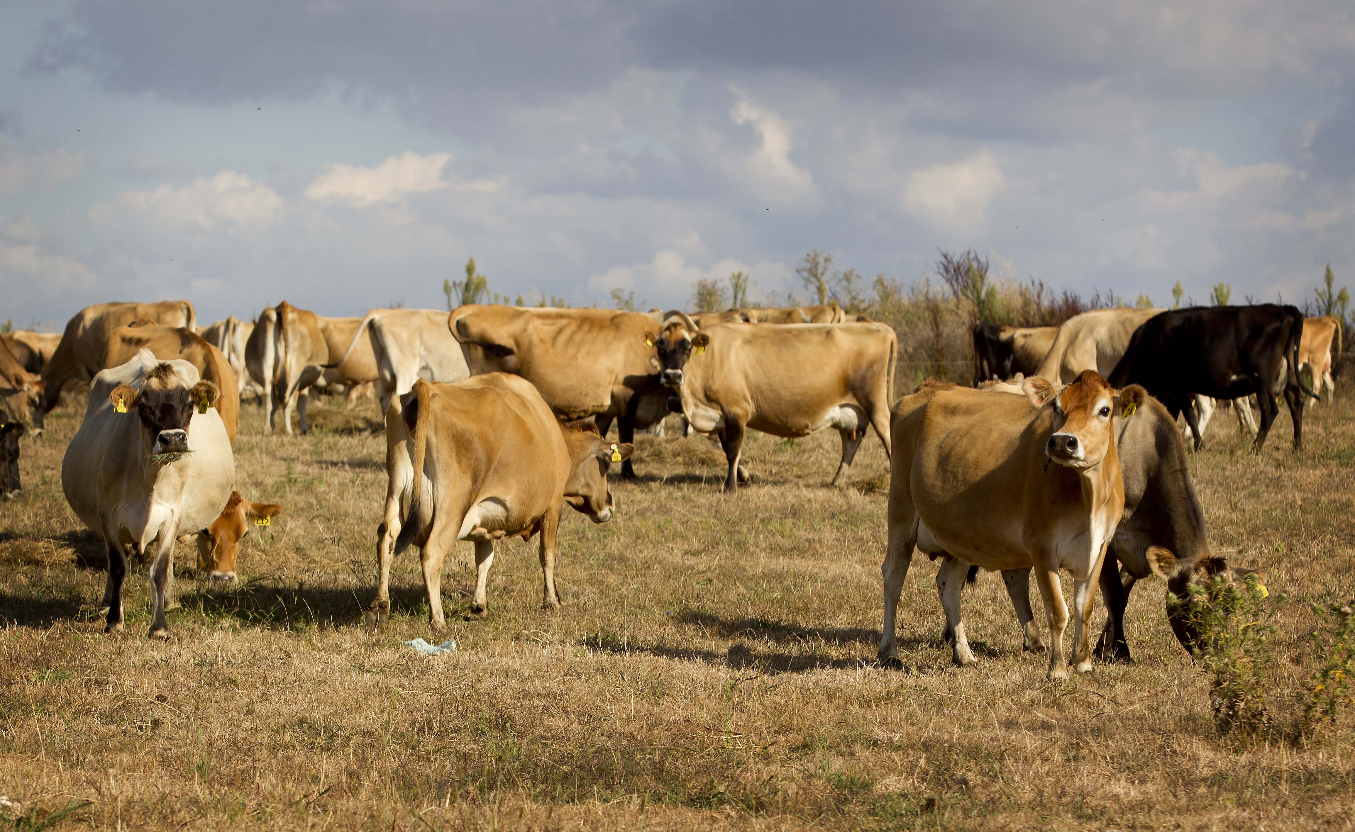 The severe drought in 1997 and 1998 cost New Zealand hundreds of millions of dollars. Photo / Christine Cornege 