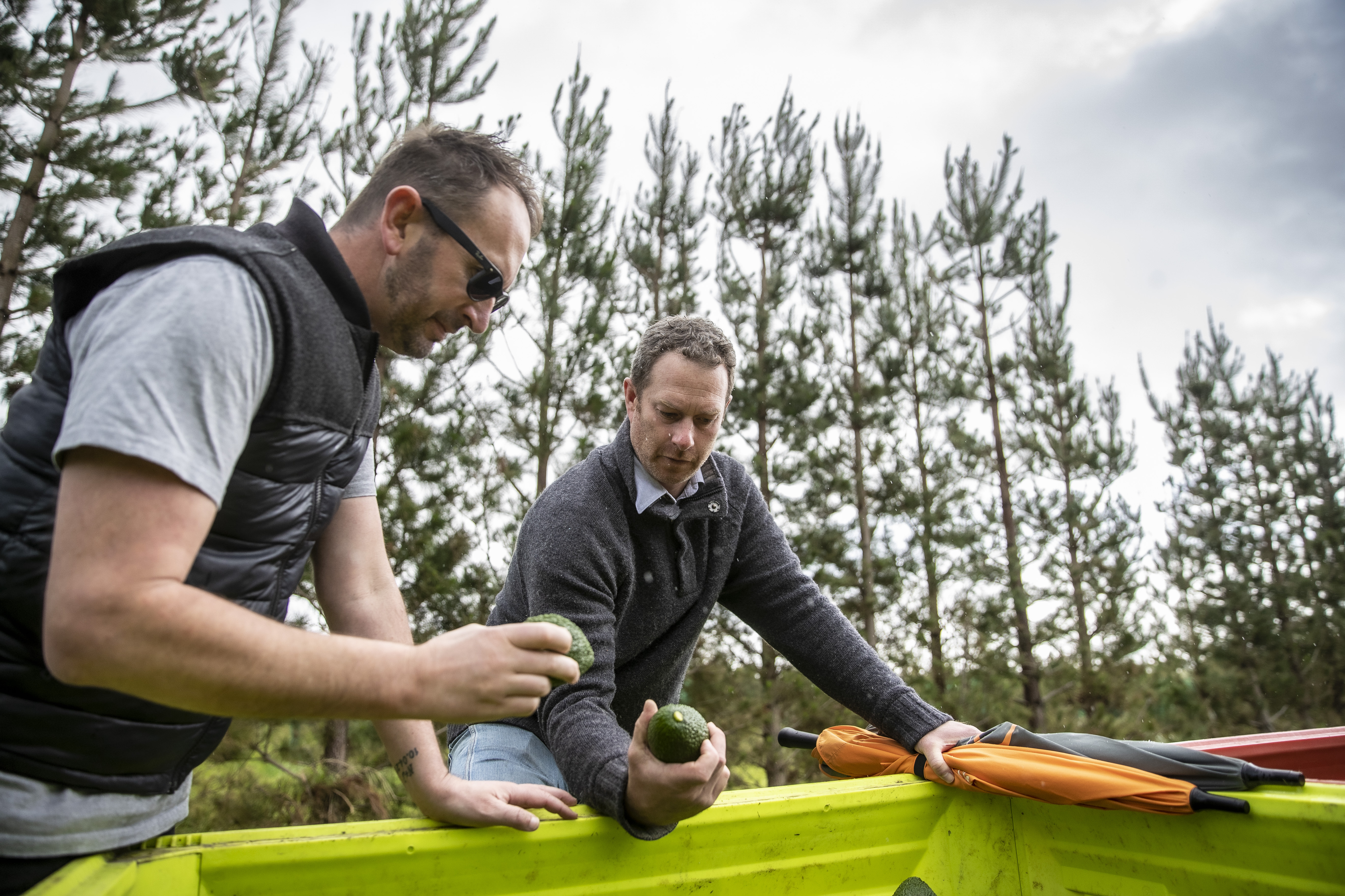 Jarrod Redwood, general manager, New Zealand Avocado Collective (left) and Nick Common, head orchard manager at Harbour Edge Avocados. Photo / Michael Craig


