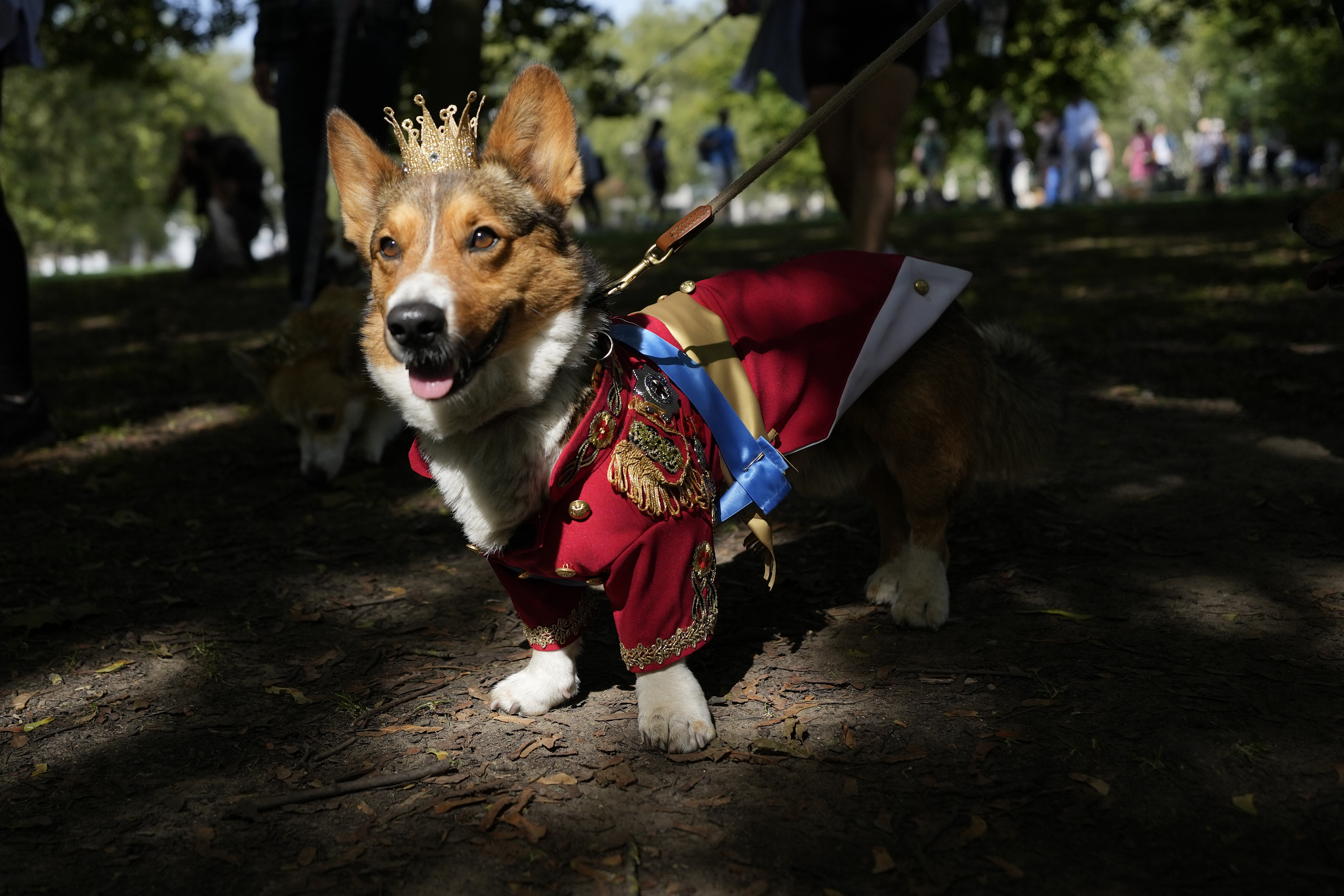 Ruffus, a Cardiganshire corgi. Photo / AP