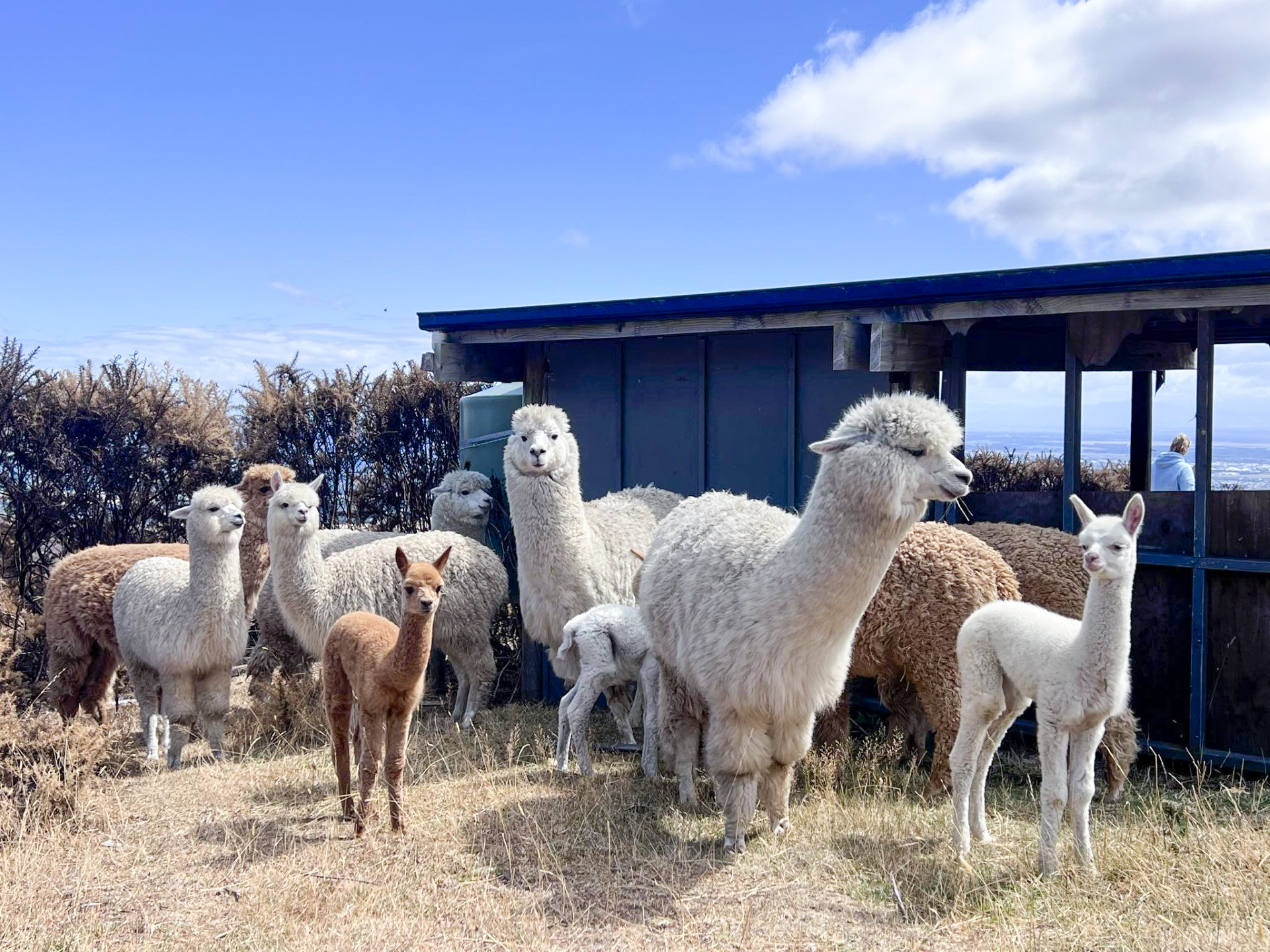 All of their alpacas managed to survive the fire. Photo / Woman's Day