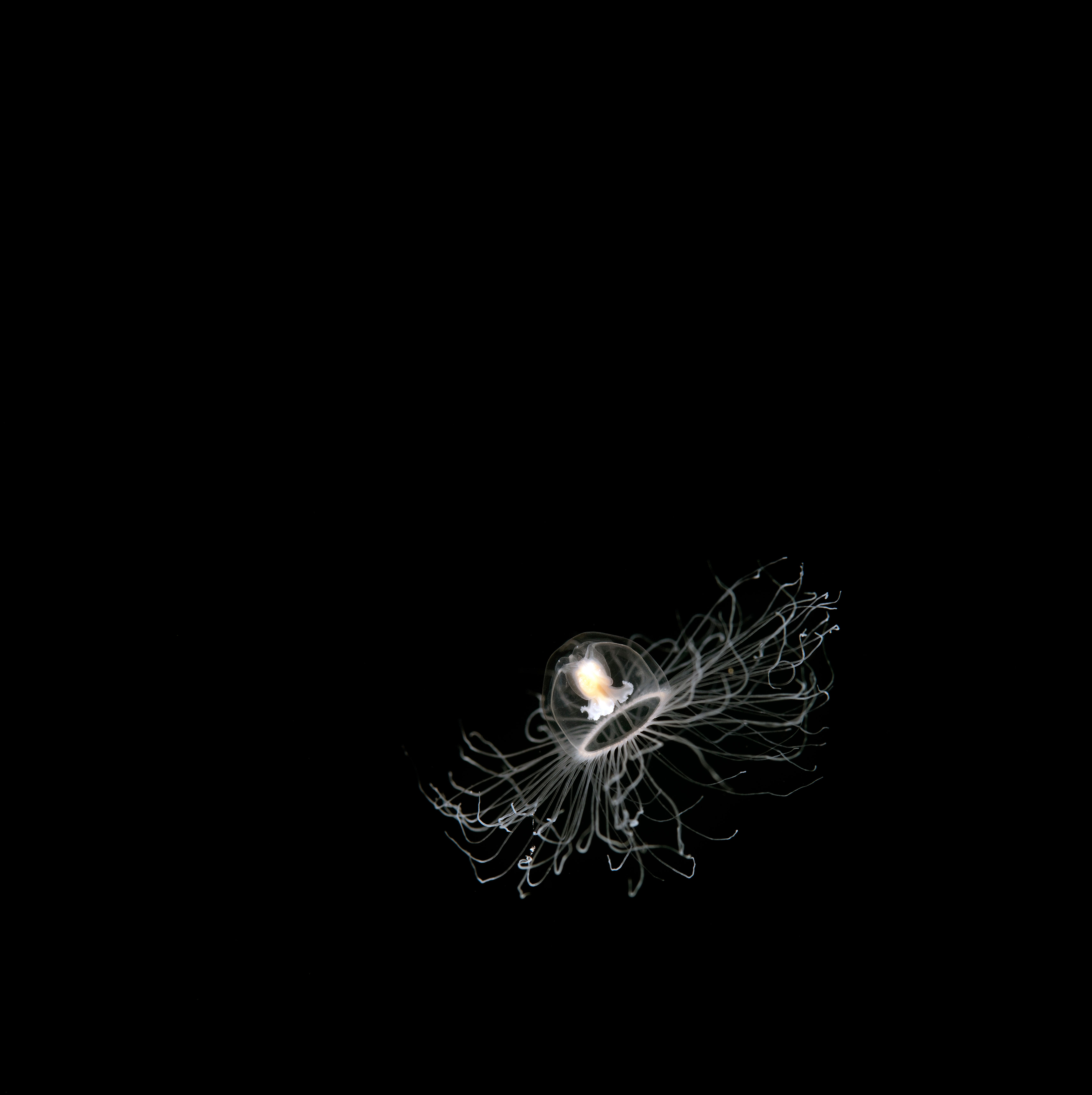 Reverse ageing: the Turritopsis jellyfish can switch back and forth between life stages in response to stress. Photo / Alamy