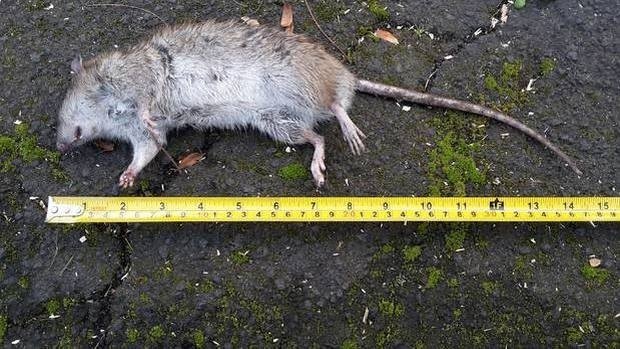 Rats as long as 30cm have been seen scurrying around Titirangi village. Photo / File
