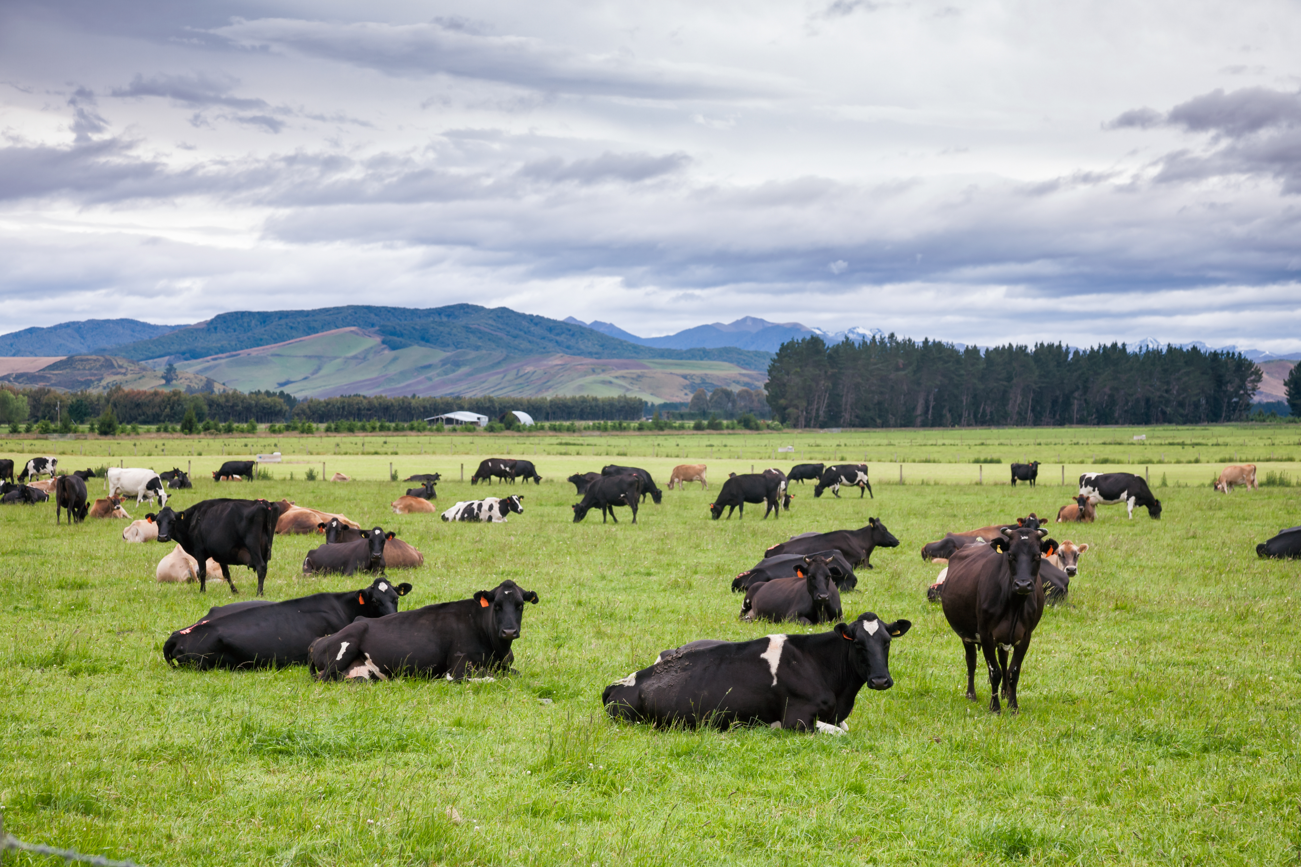 There are only two more auctions until the end of the New Zealand dairy season. Photo / 123RF