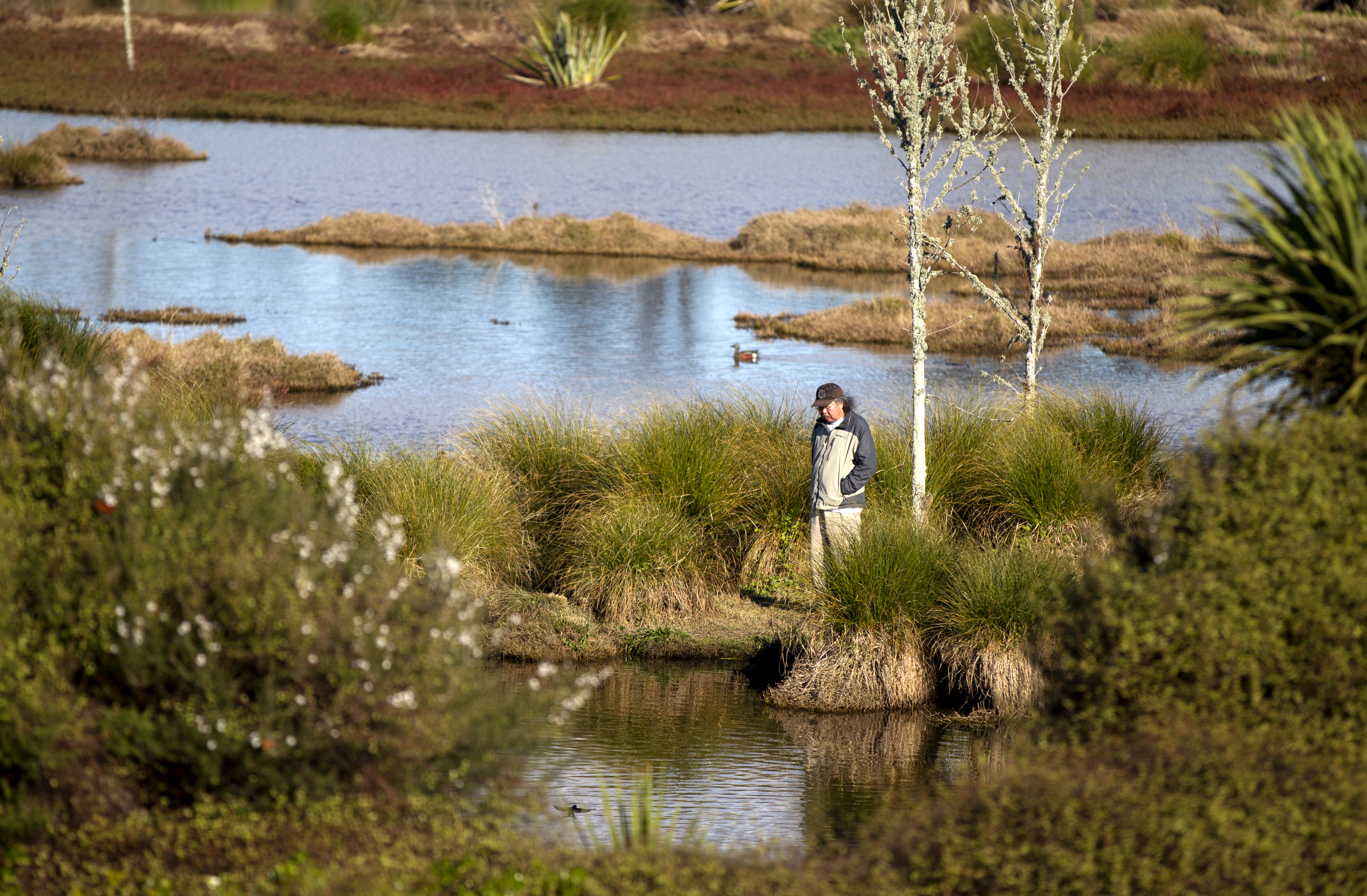 The Waiatarua Reserve wetlands are in Remuera, Auckland. Photo / Steven McNicholl