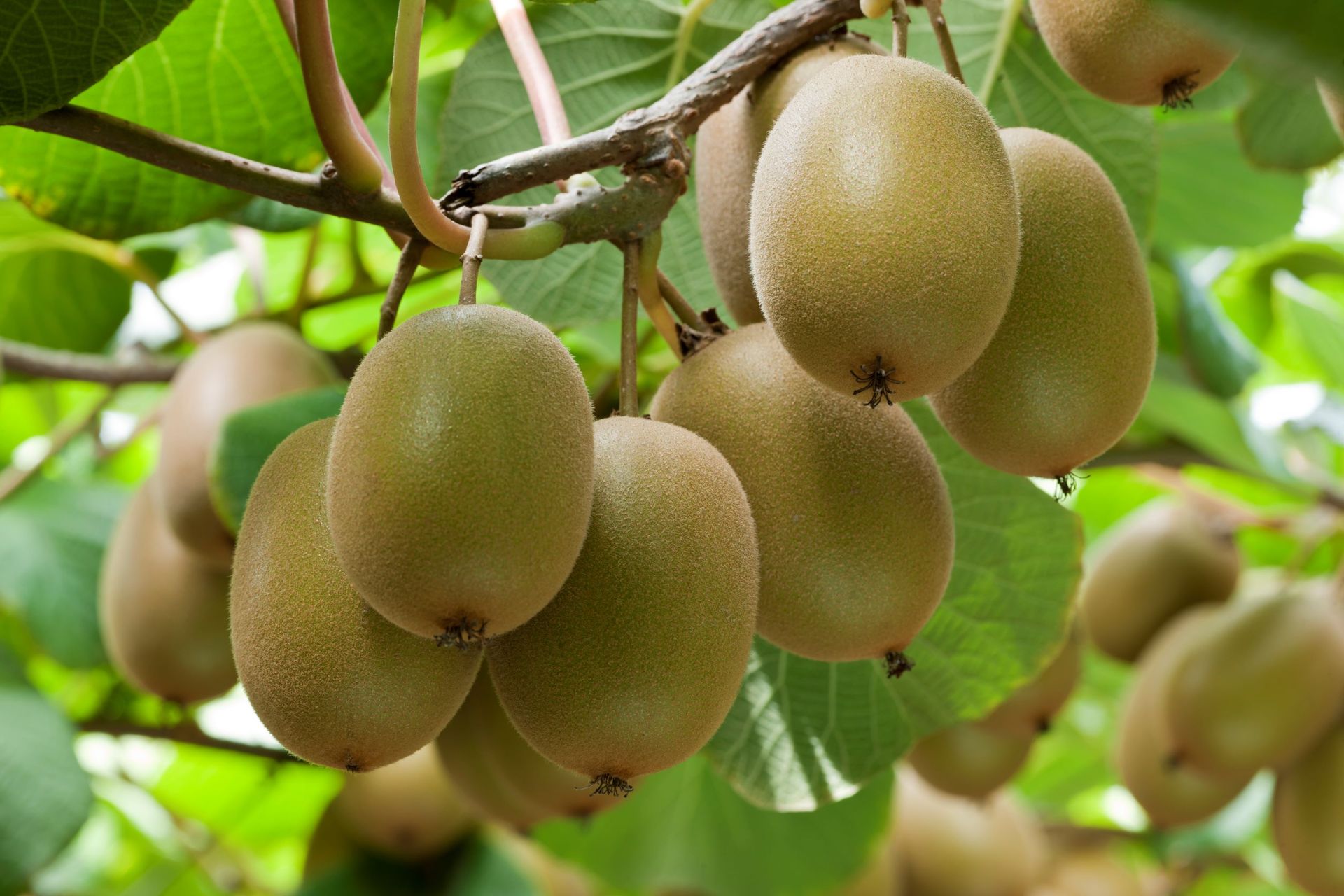 Global kiwifruit marketer Zespri is one of the triallists of new water-saving agritech. Photo / Supplied