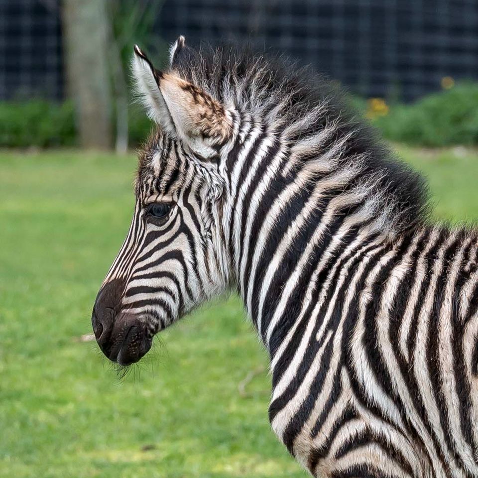 Hamilton Zoo Zebra Marbles welcomes new foal, sex still to be determined -  NZ Herald