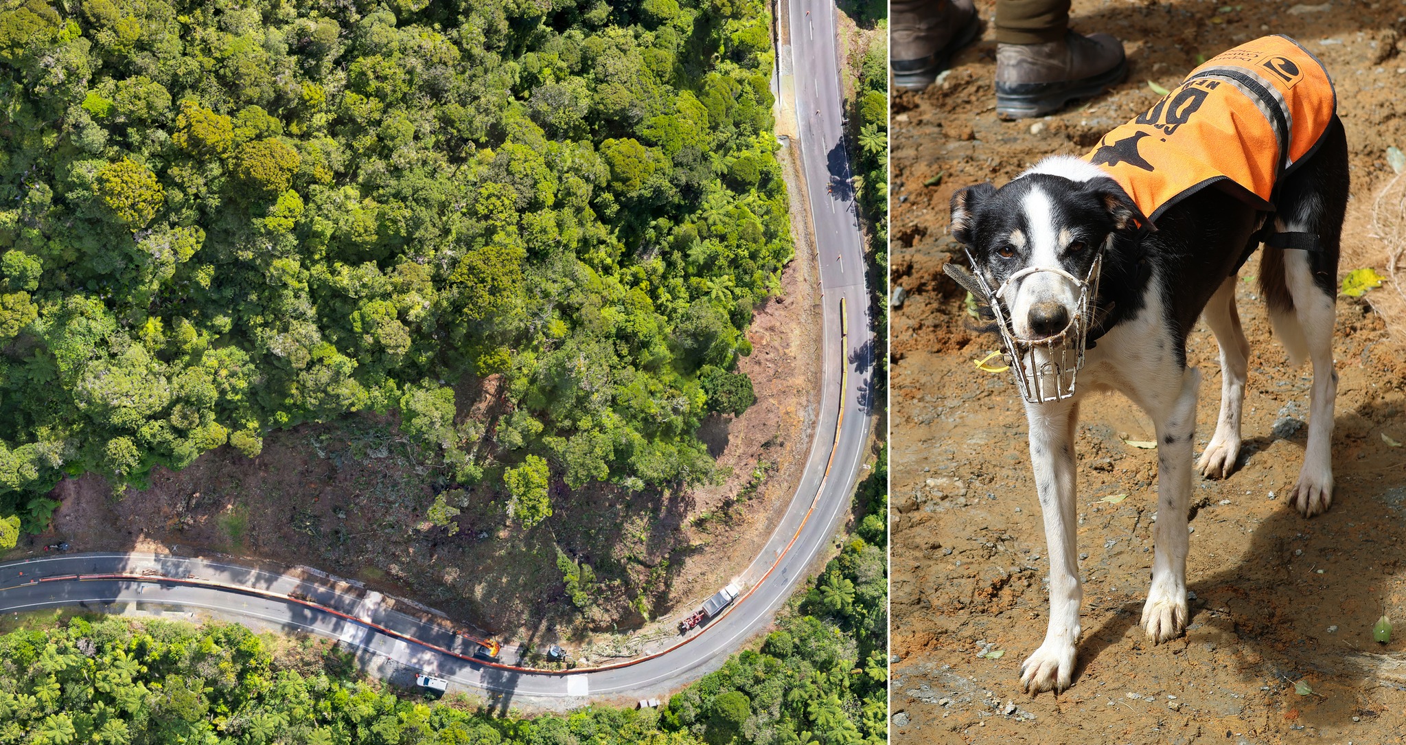 Pearl (right) is one of the NZ Transport Agency's specially trained canine friends searching part of the Mangamuka Gorge each morning for kiwi that may have entered the area overnight. Photo / NZTA