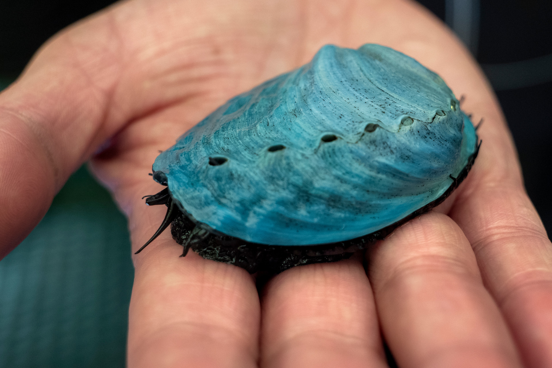 Pāua kahurangi, a cocktail-sized shellfish farmed by Moana New Zealand at Ruakākā. Photo/Supplied 