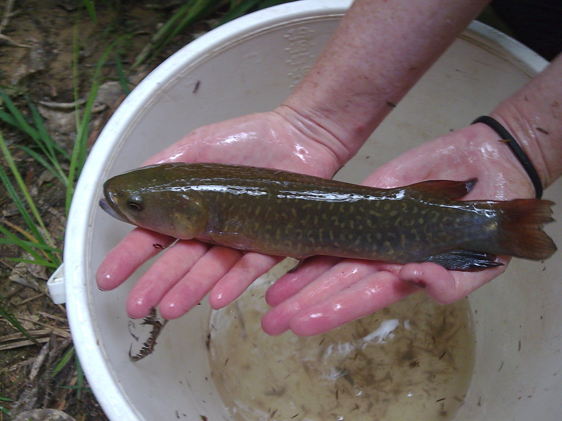An adult giant kokopu, the largest of New Zealand's five native whitebait species. Photo / NZ Herald