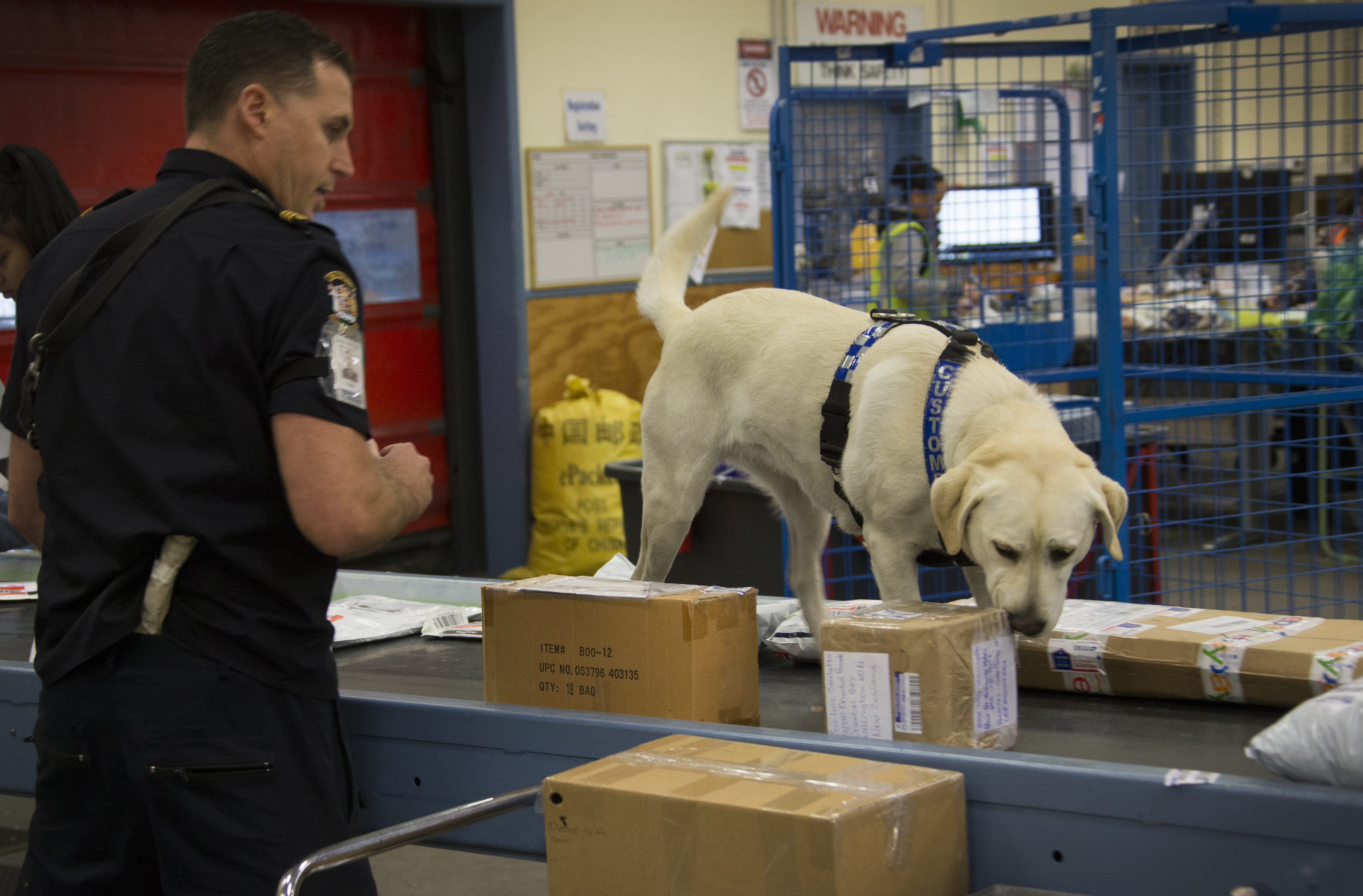 The cuts to Customs included more than halving Auckland’s detector dog trainers, Labour leader Chris Hipkins said. Photo / File